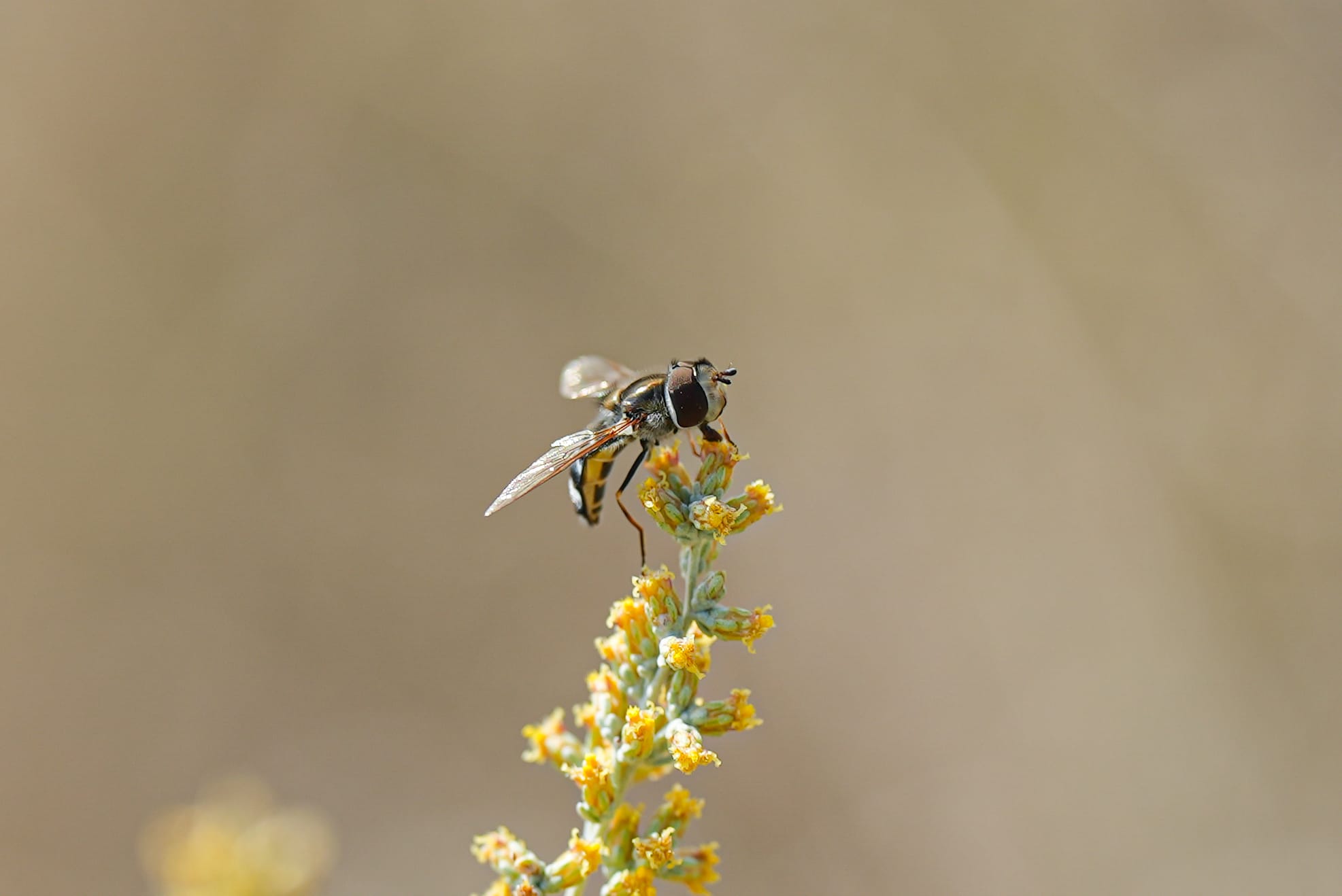 hoverfly