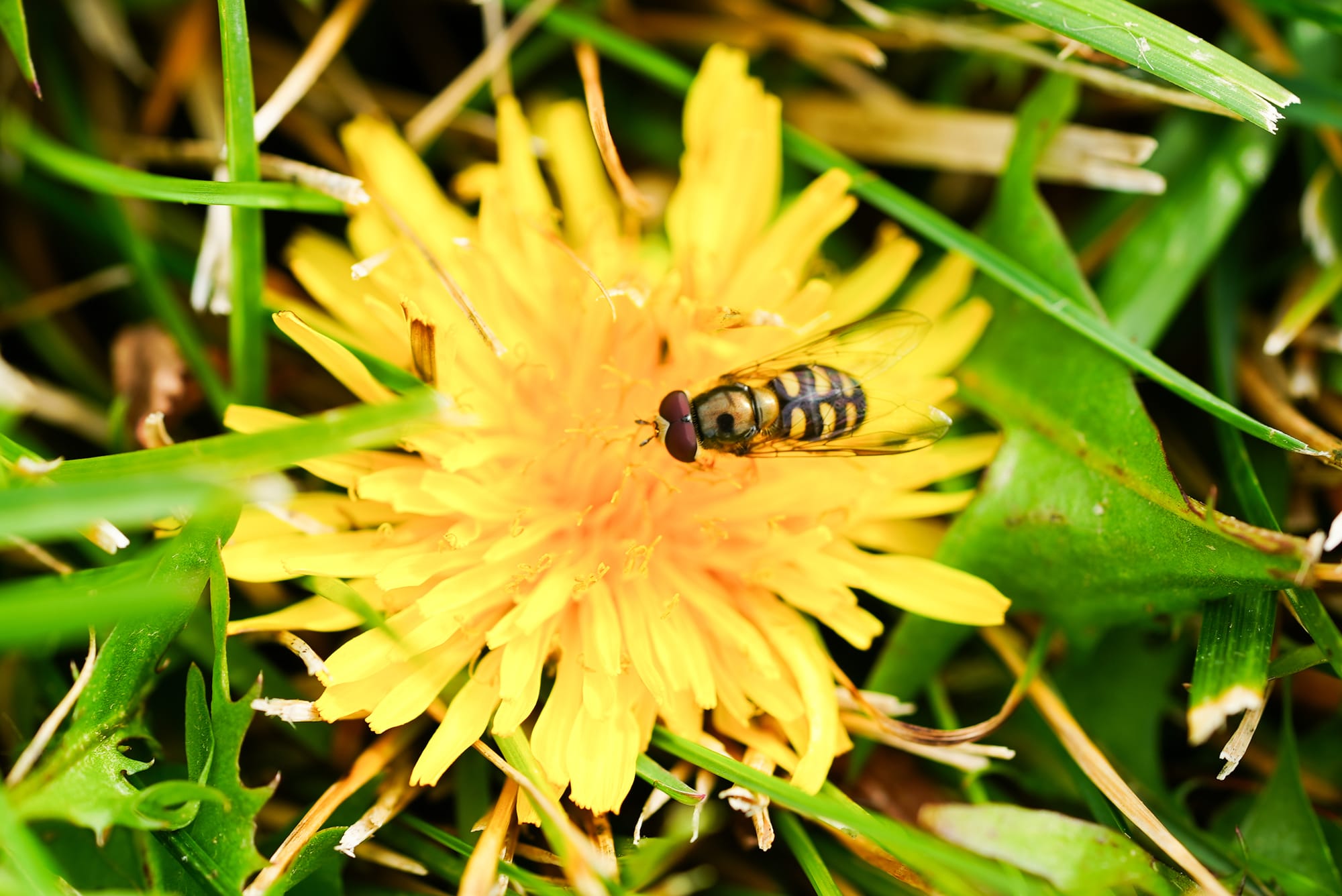 hoverfly on dandelion