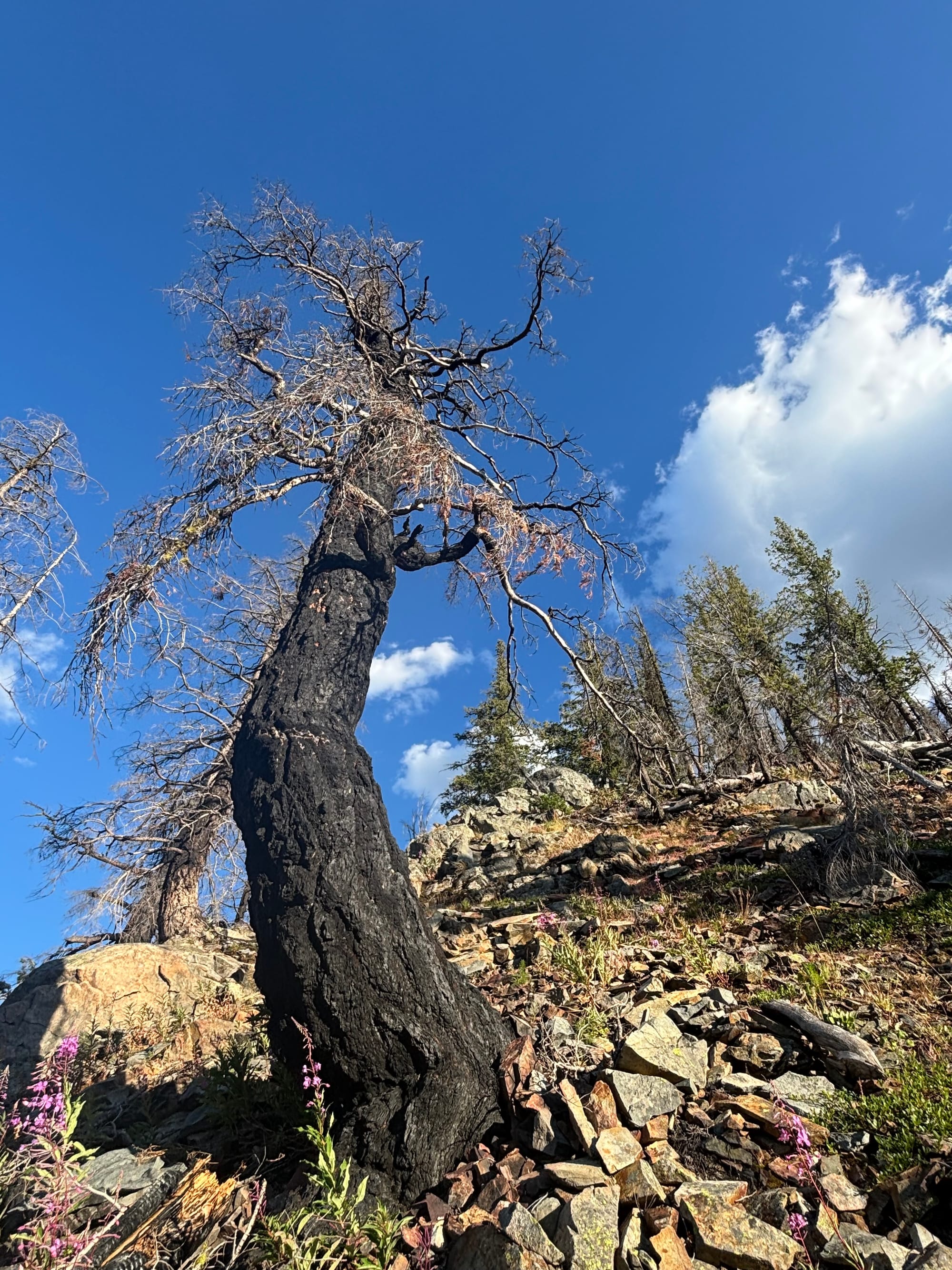 burned tree against sky