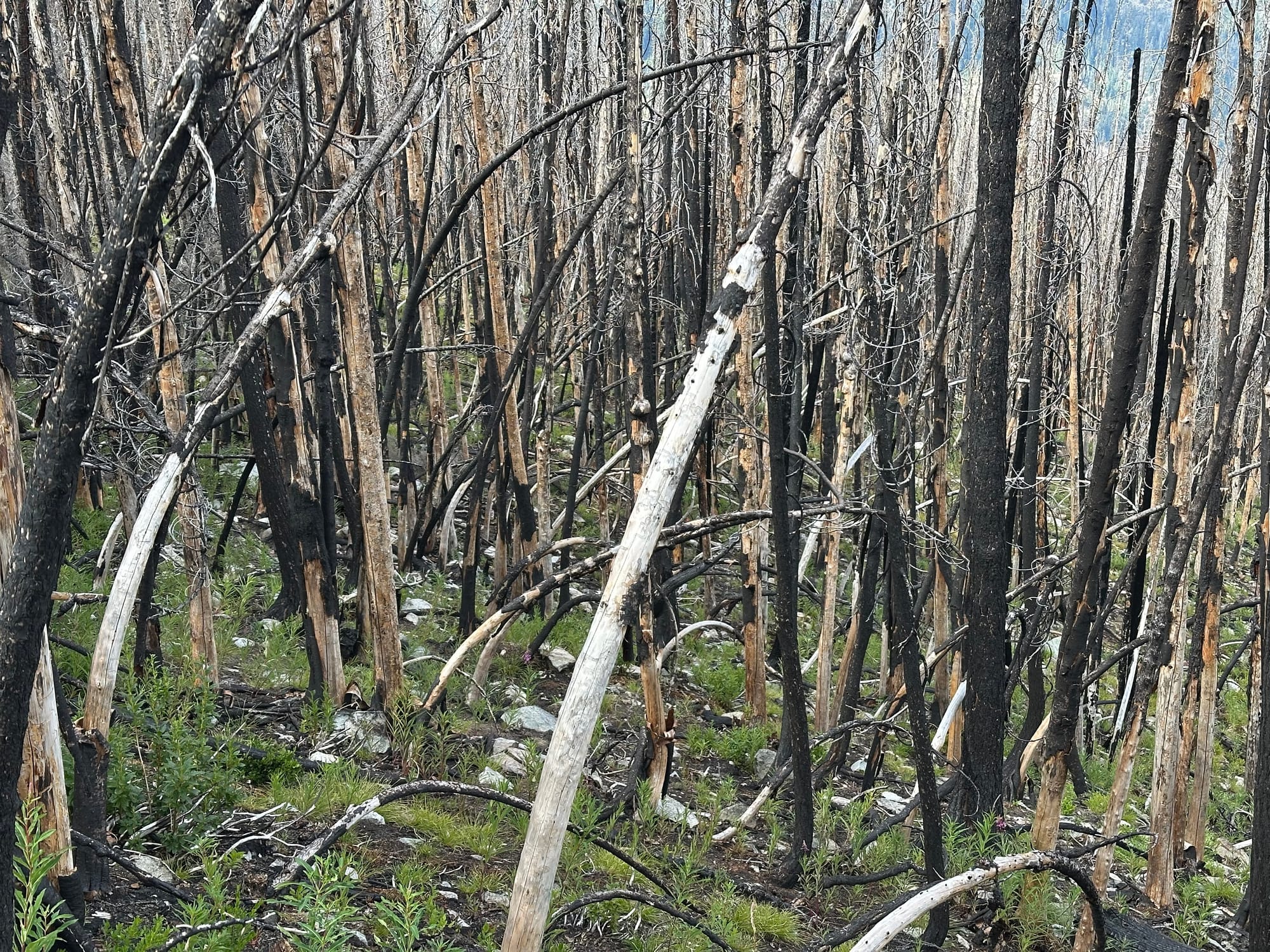 burned forest