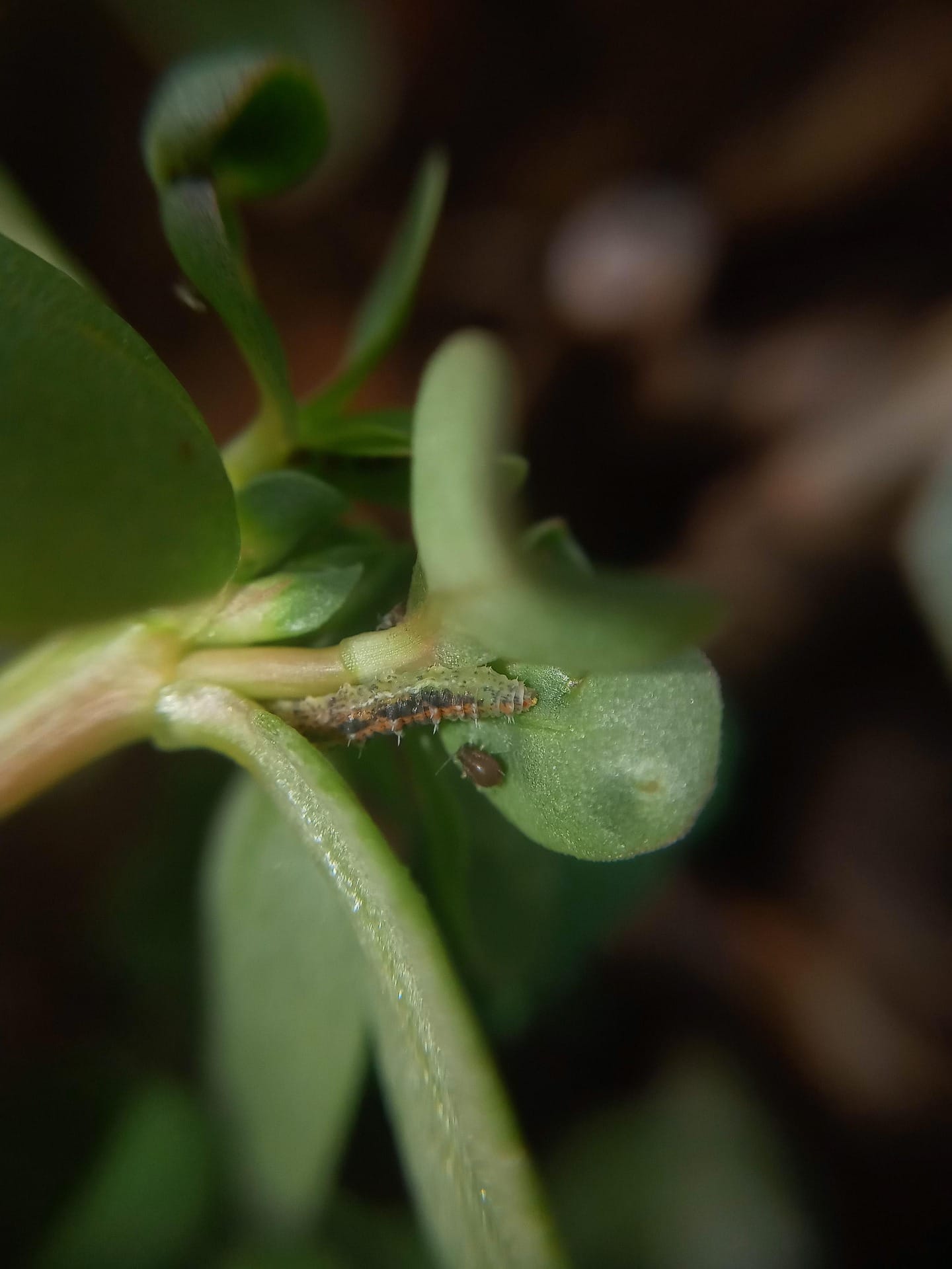 hoverfly larvae and aphid
