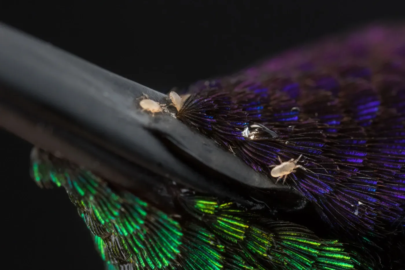 hummingbird flower mites