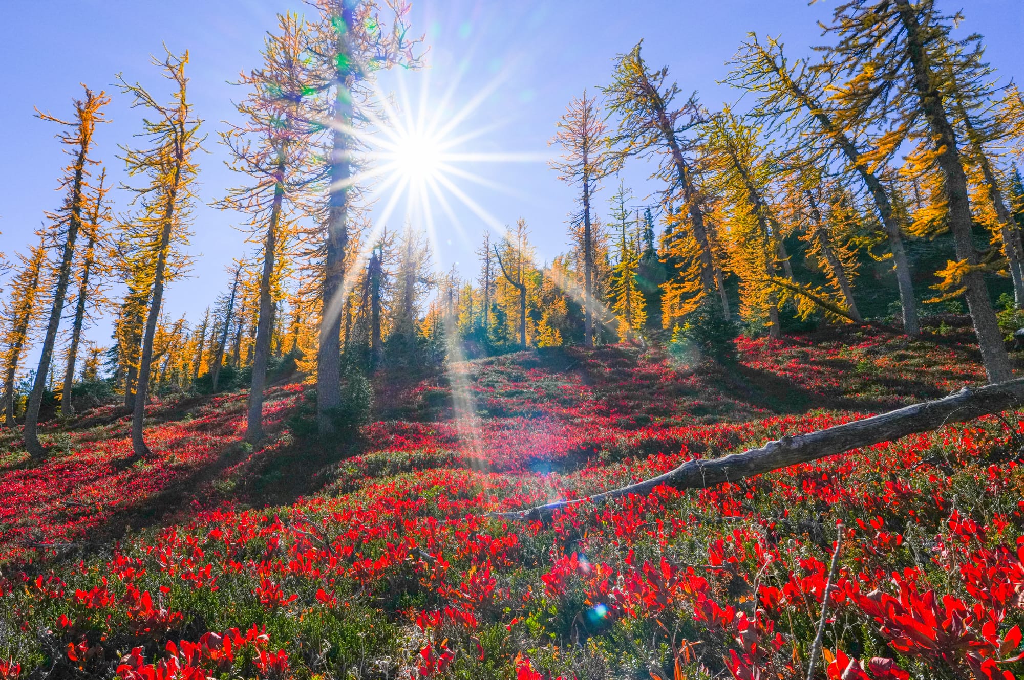fall colors