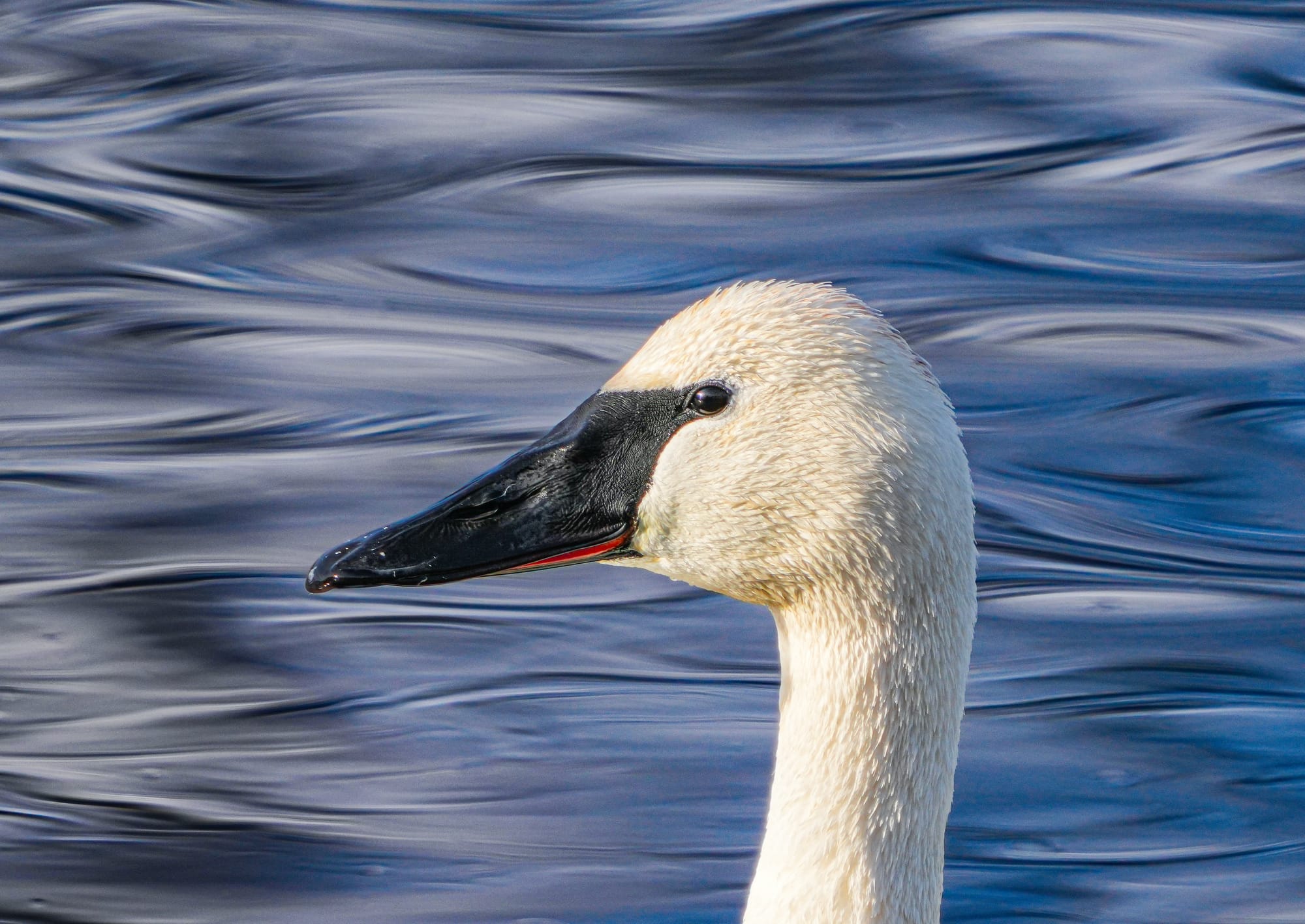 trumpeter swan