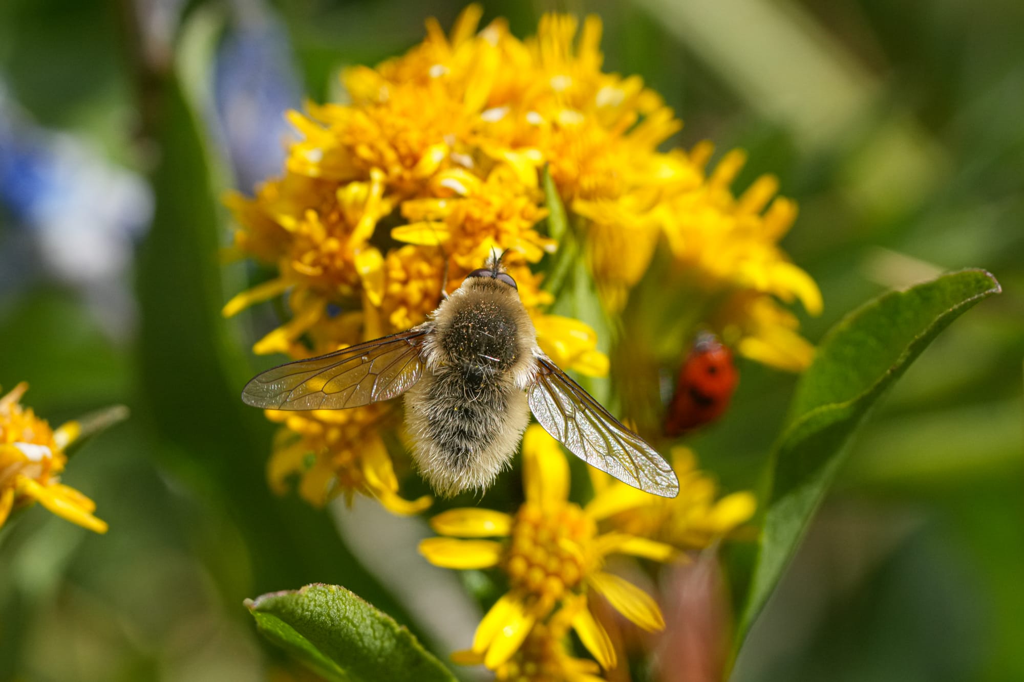 bee fly