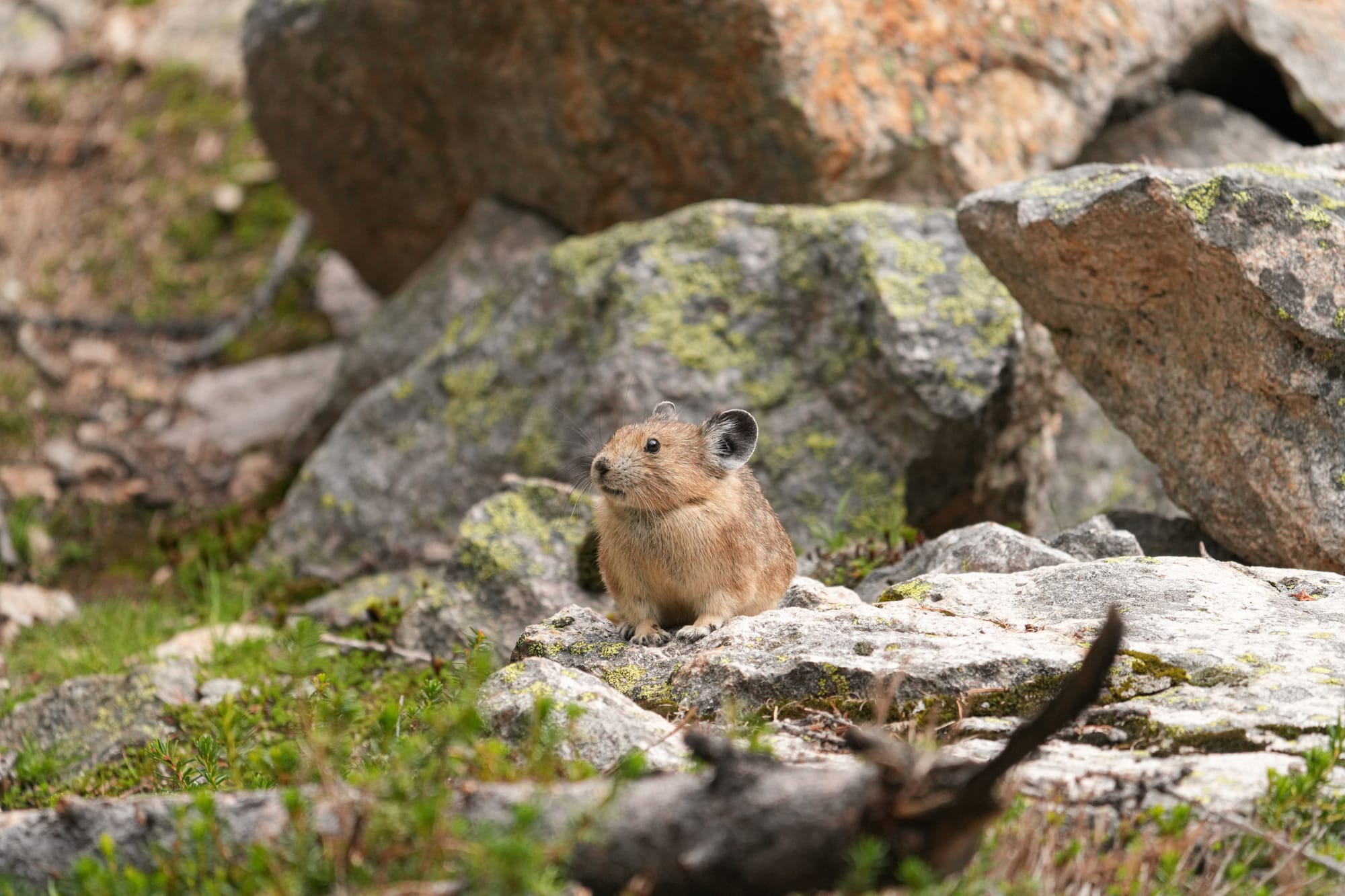 pika foraging