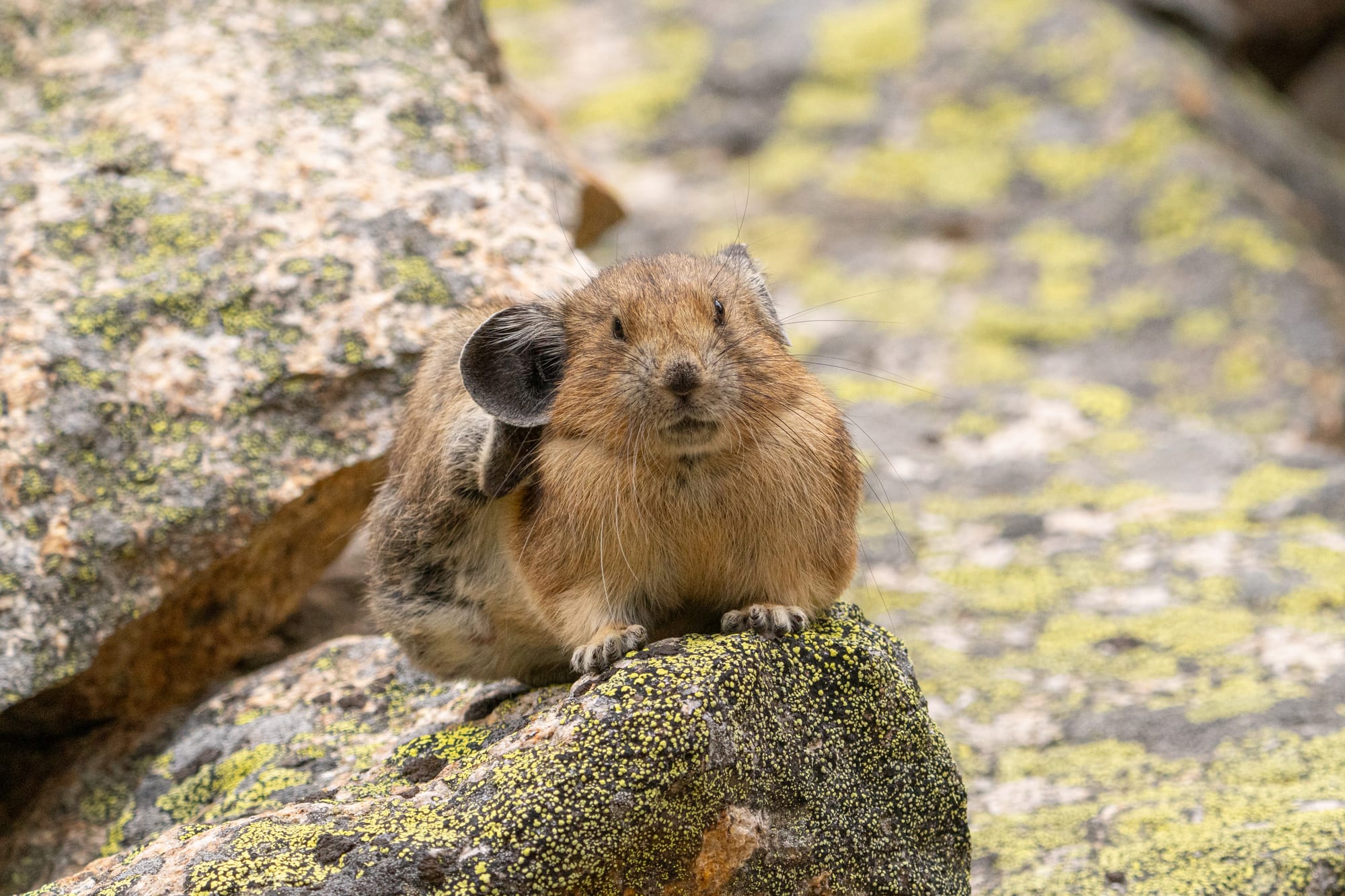grooming pika
