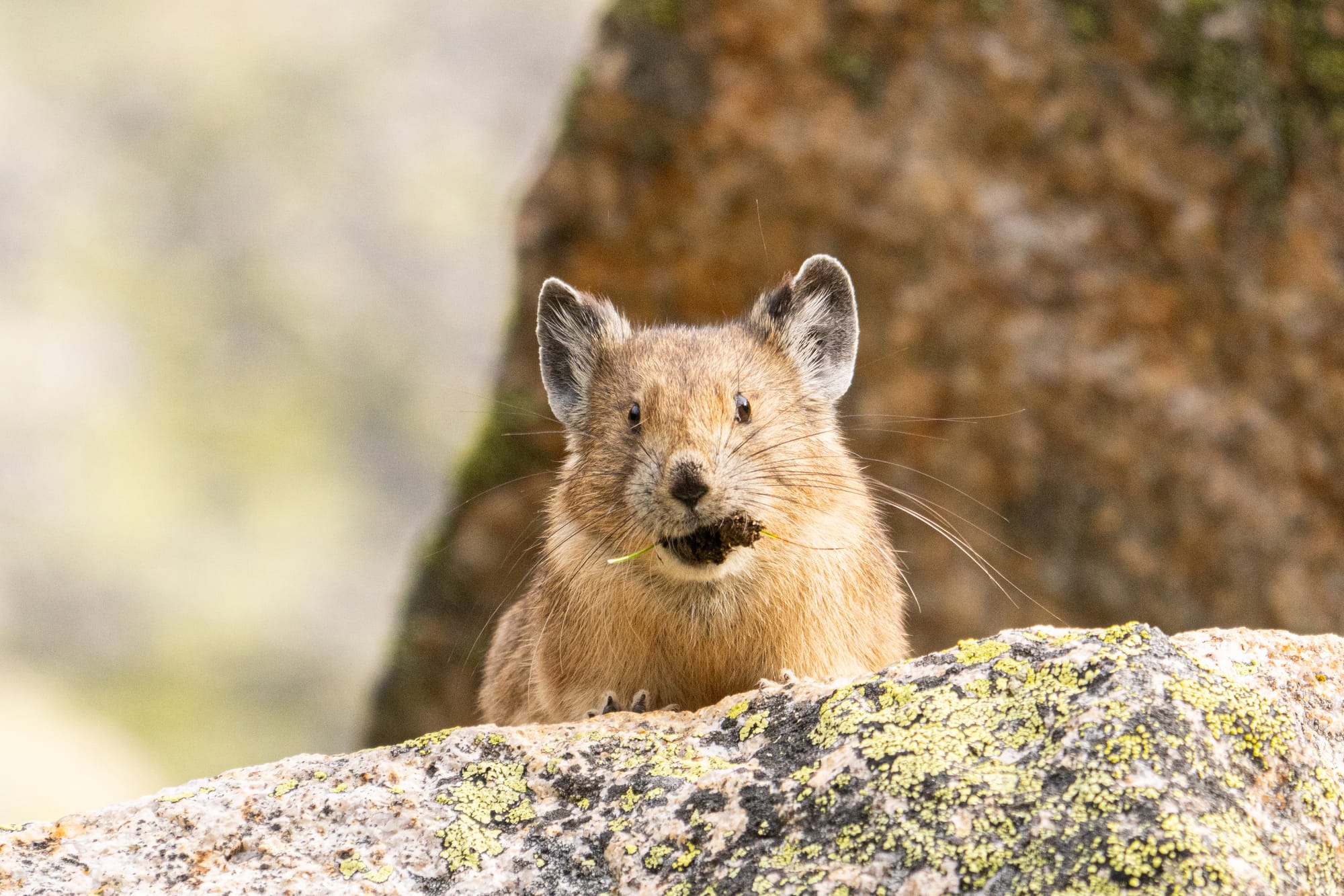 pika with a mouthful