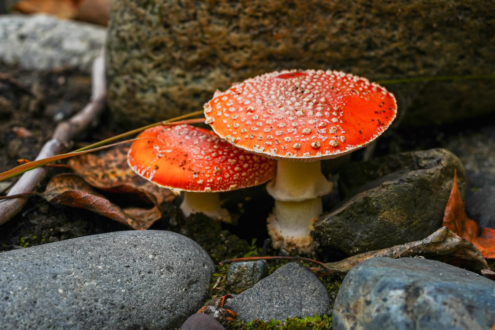 amanita mushroom