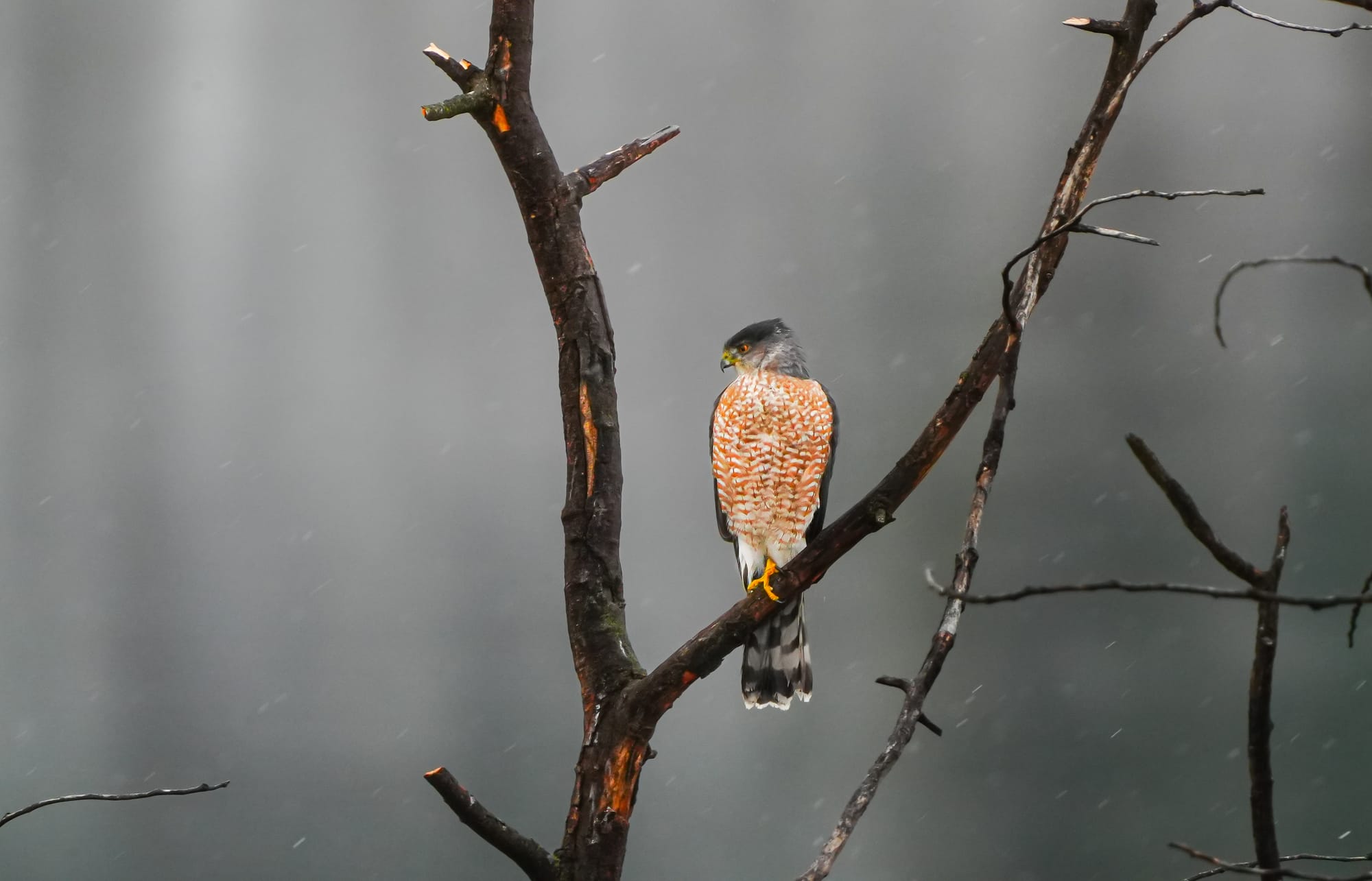 sharp-shinned hawk