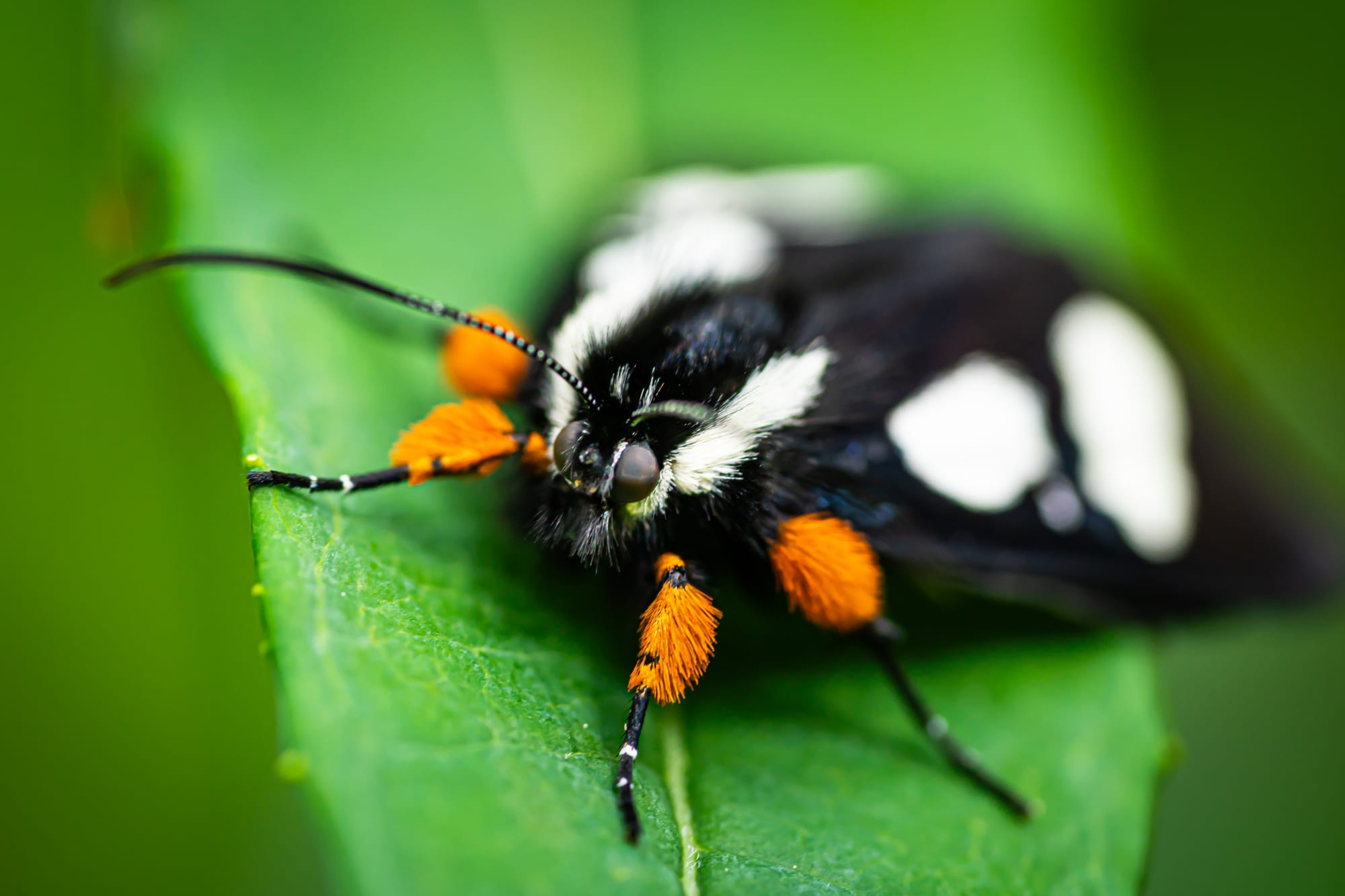 forester moth
