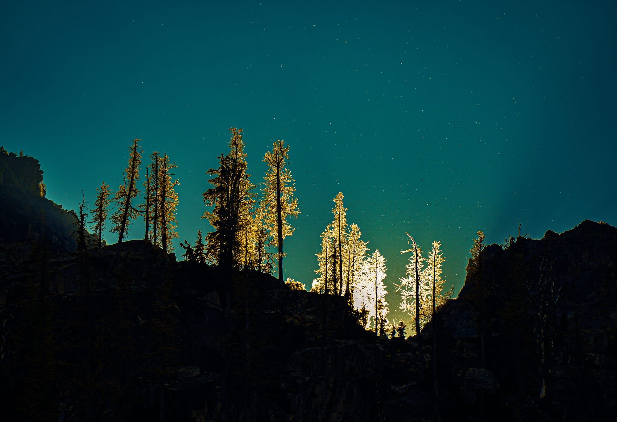 larches in sunlight