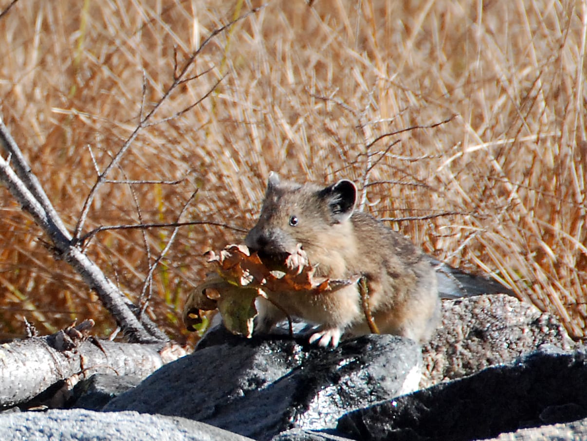 pika carrying leaves