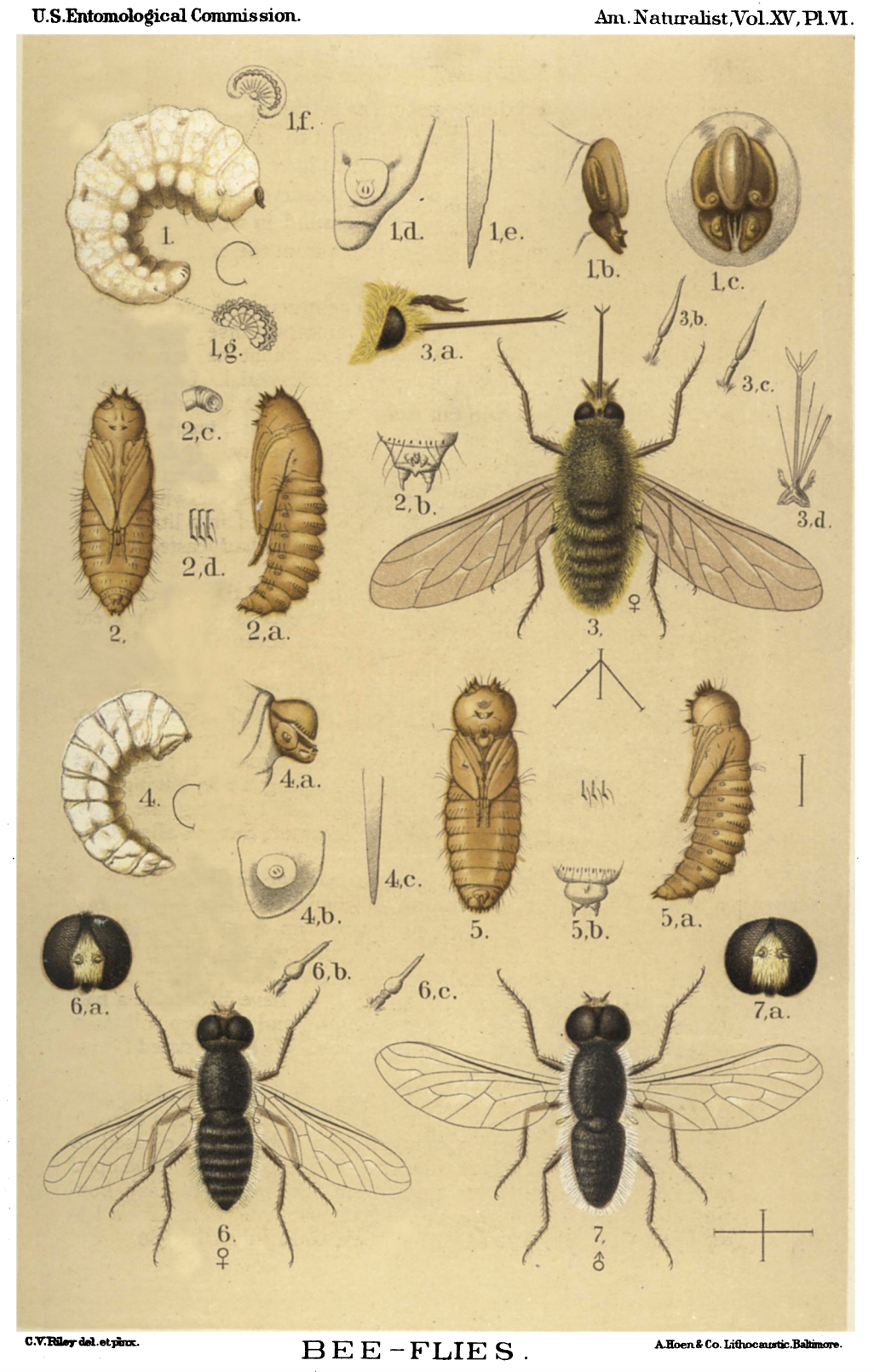 old bee fly illustration