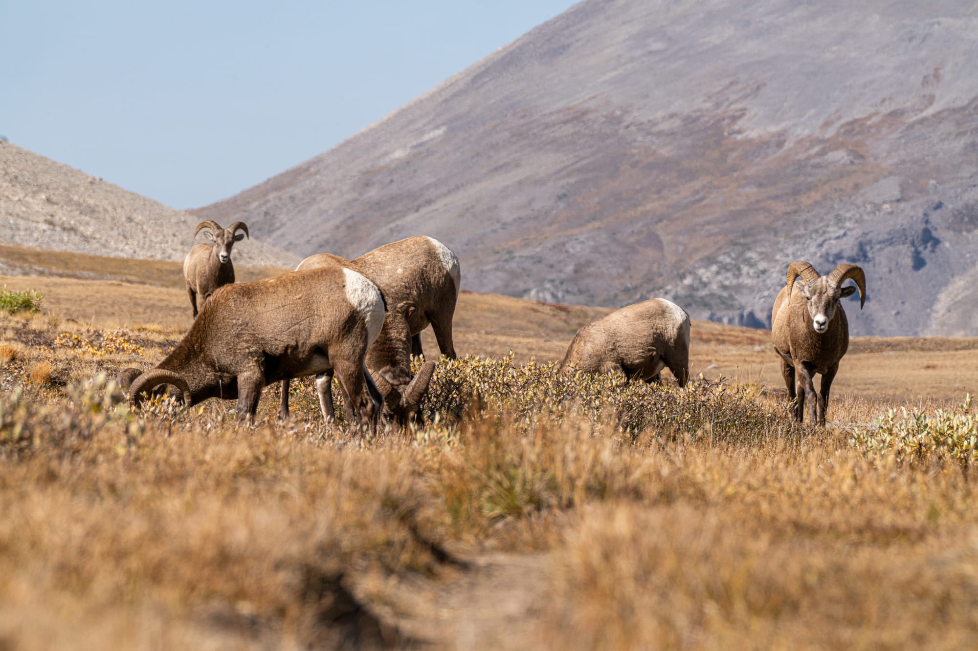 bighorn sheep