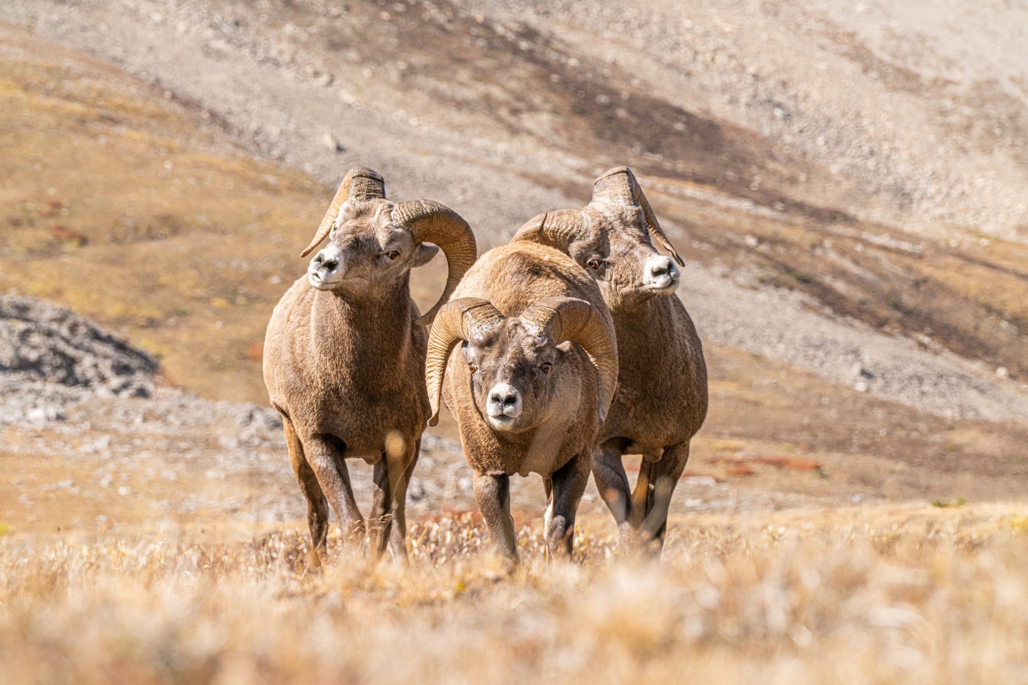 three male bighorn sheep