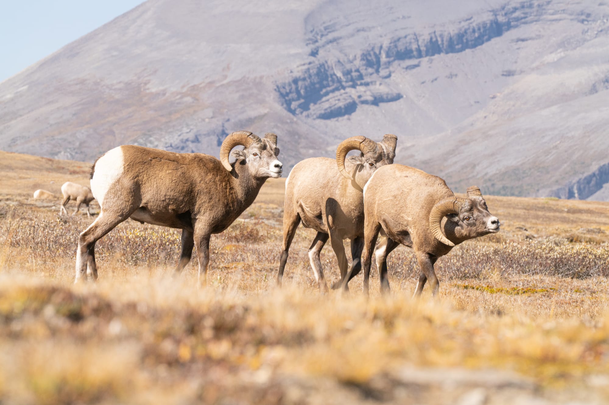 bighorn sheep