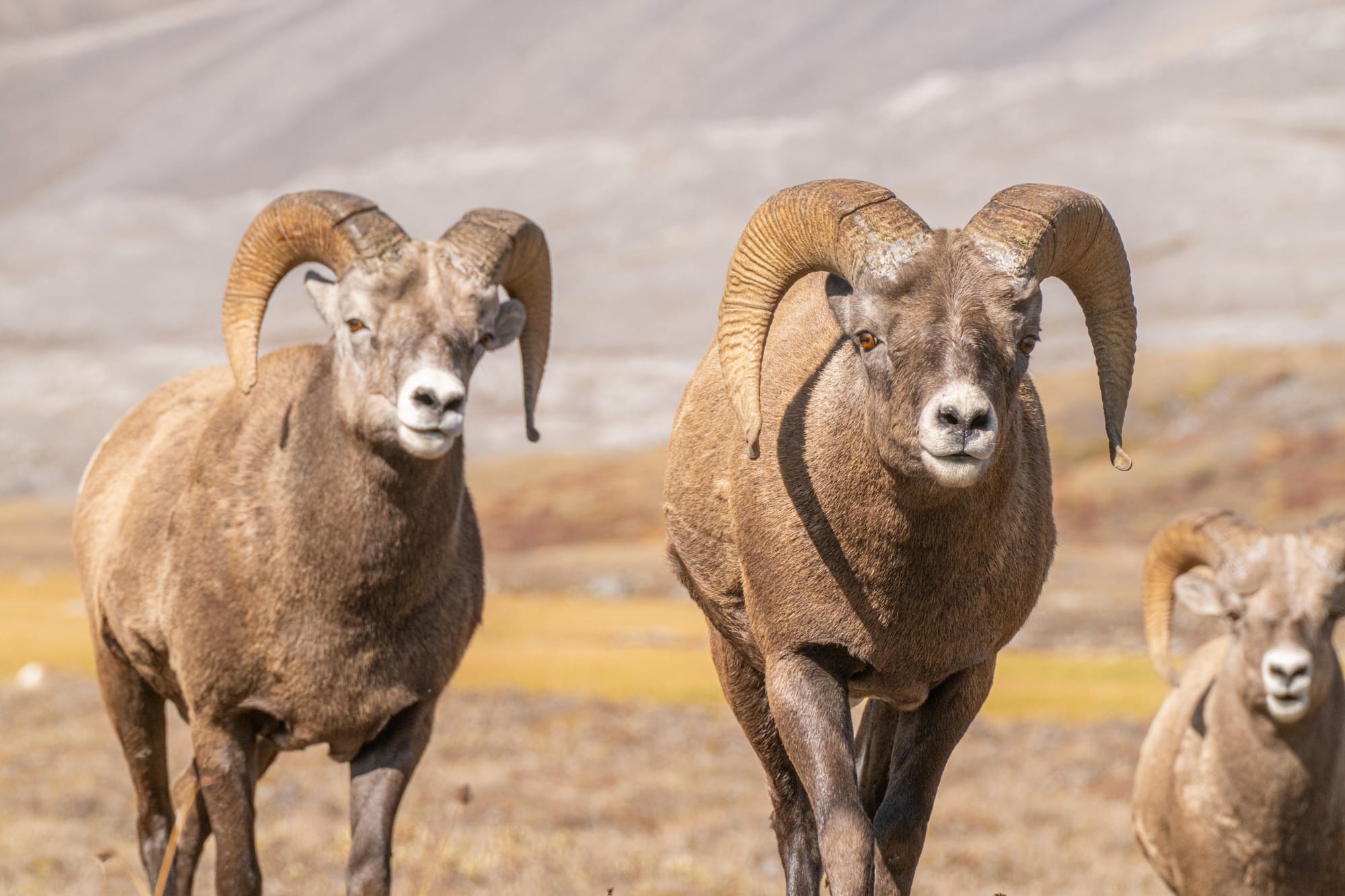 bighorn sheep