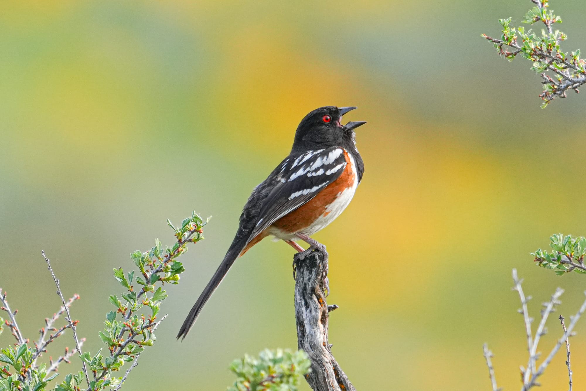 spotted towhee