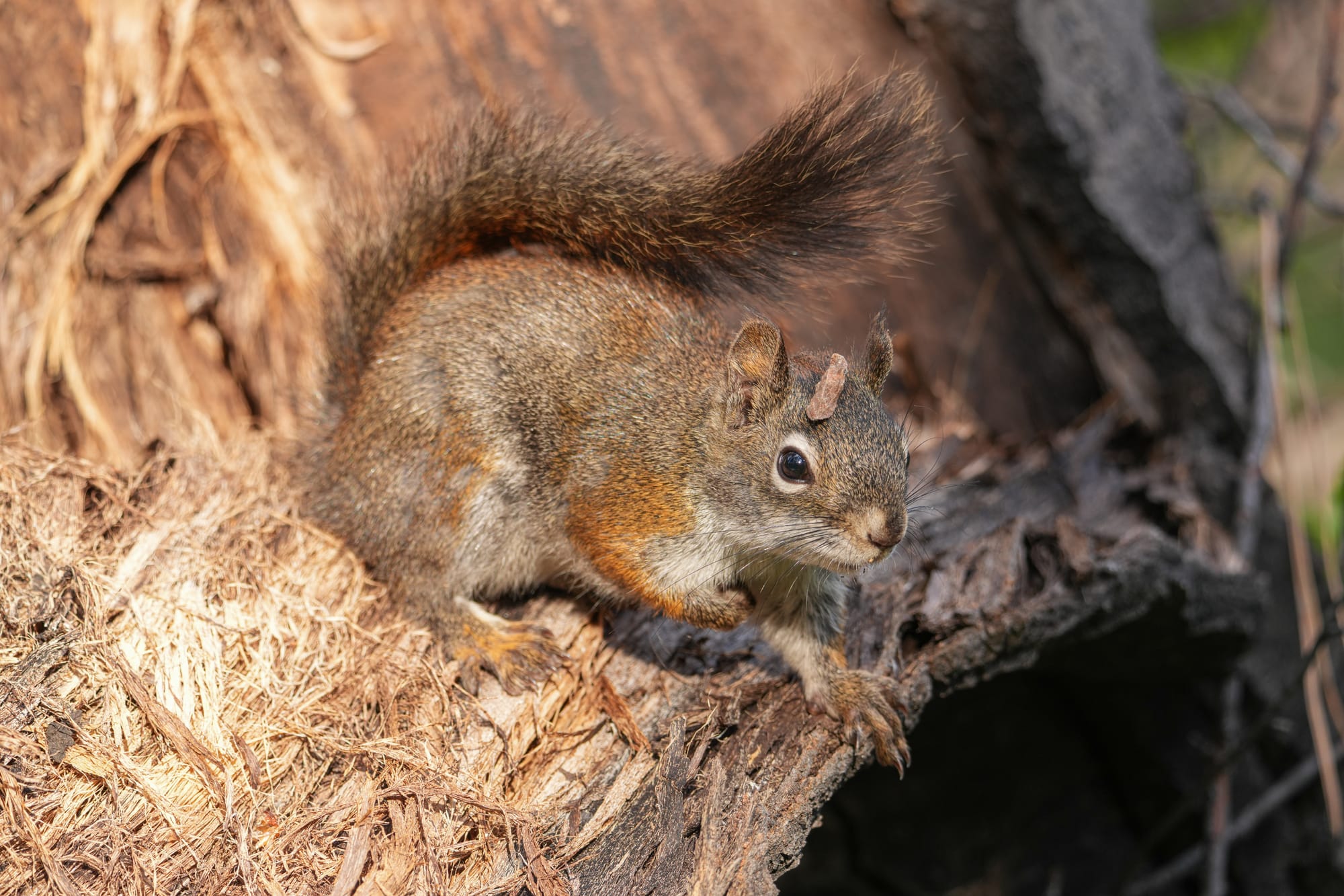 red squirrel