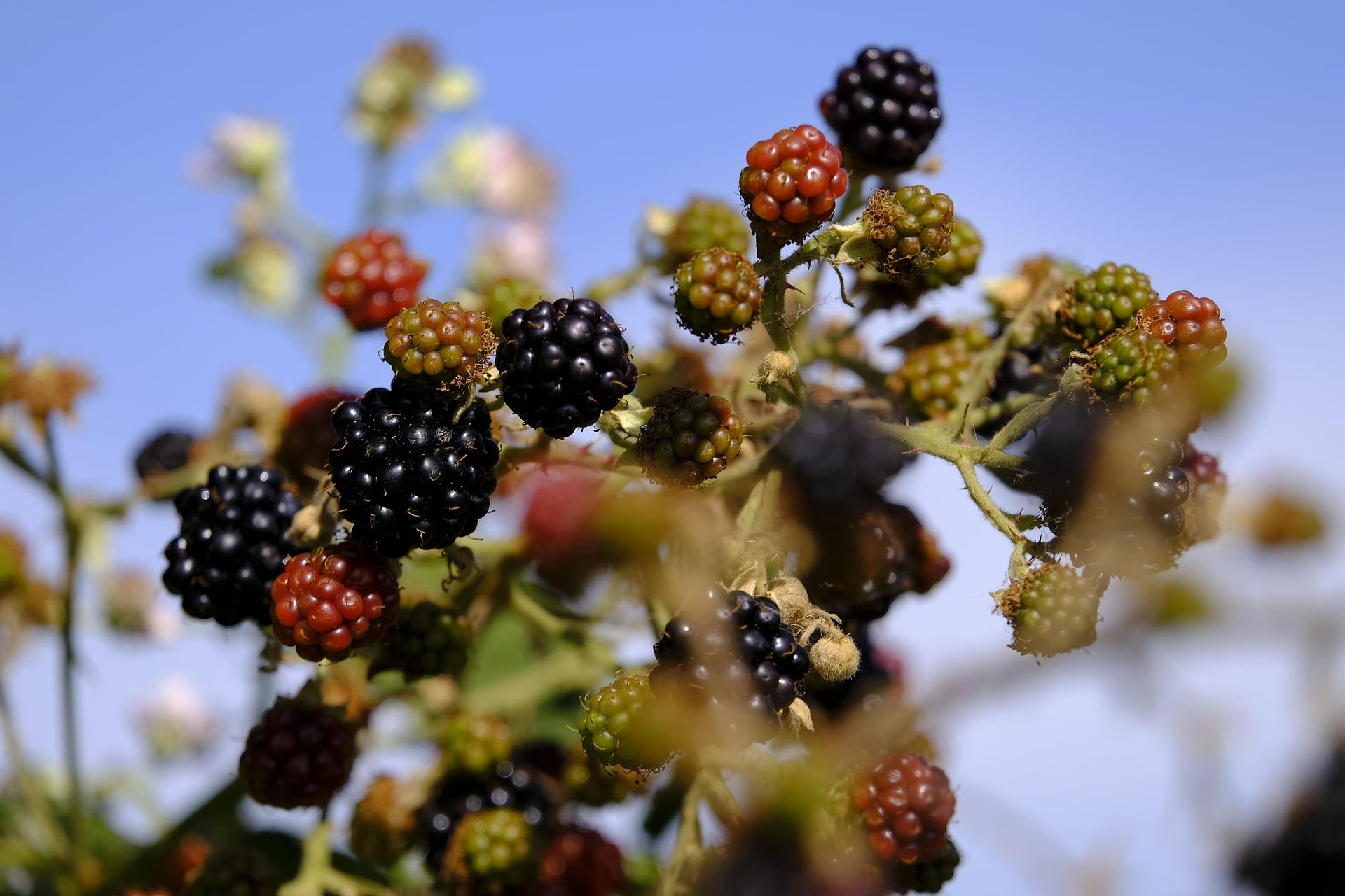 blackberries