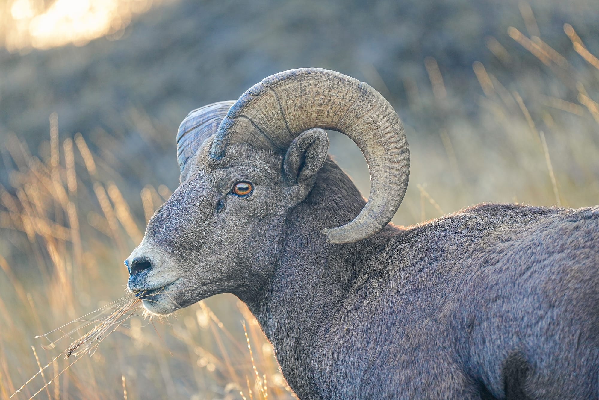bighorn sheep eating grass