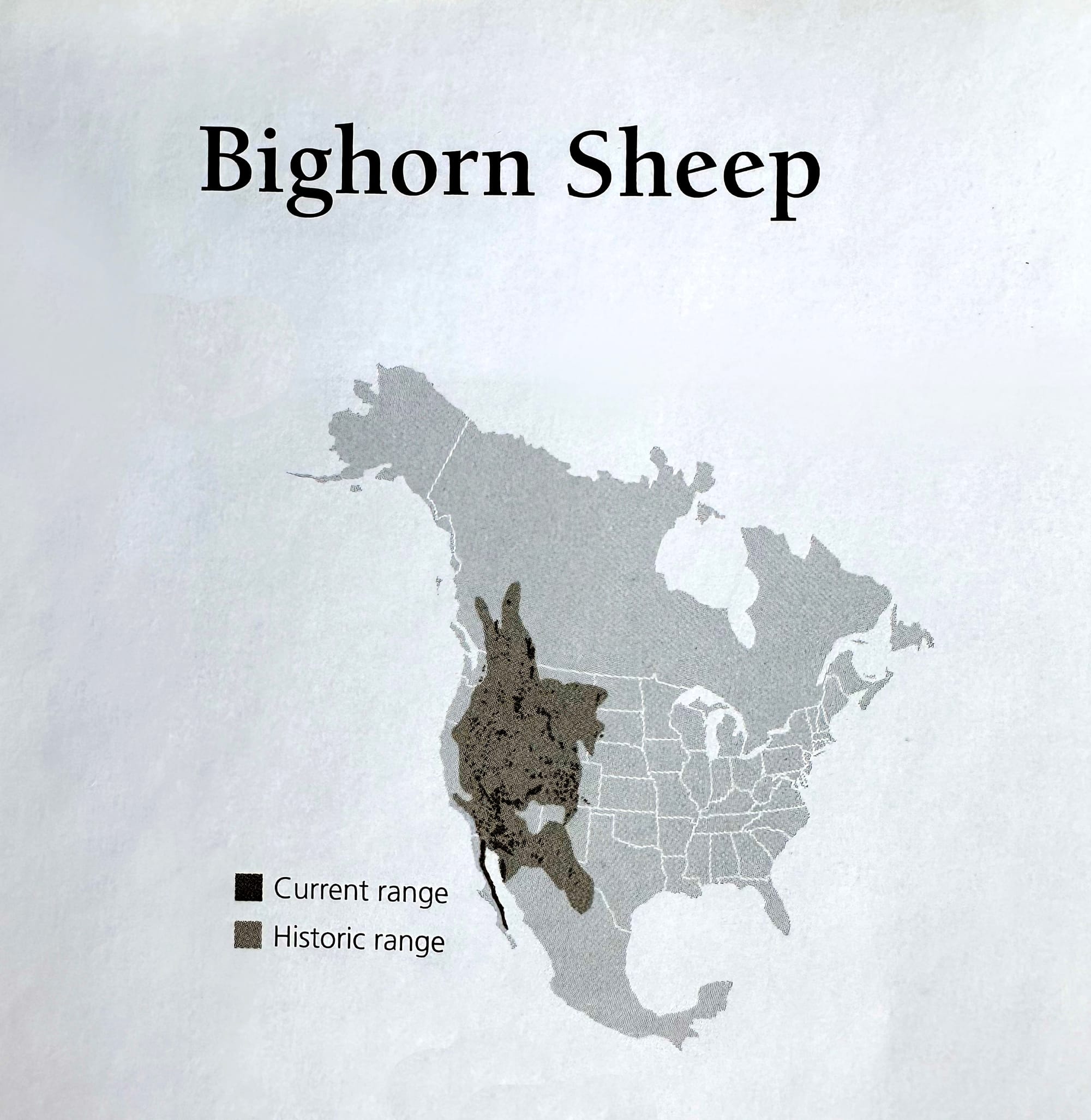 range of bighorn sheep