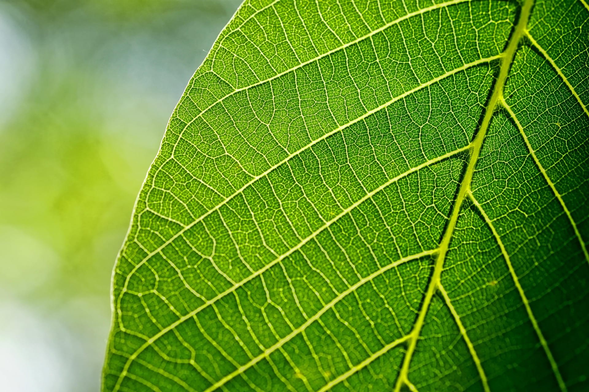 plant leaf