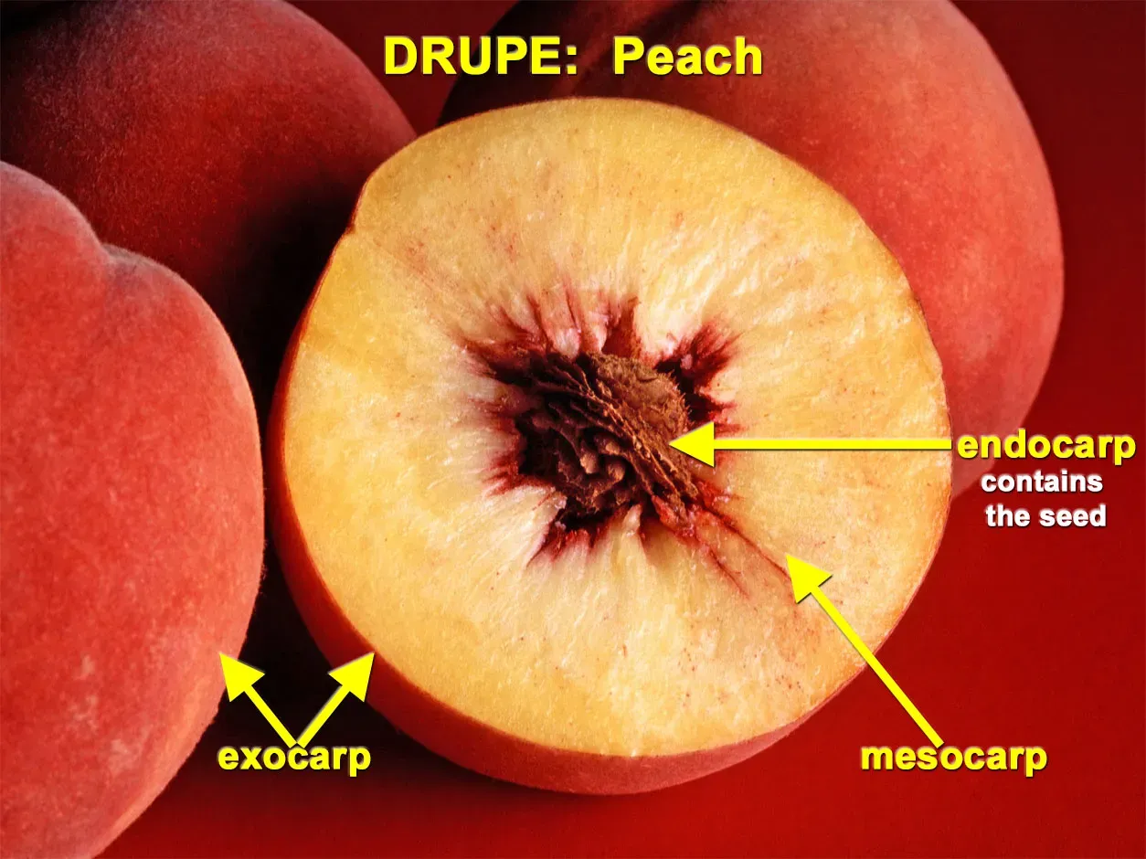 cross section of a peach