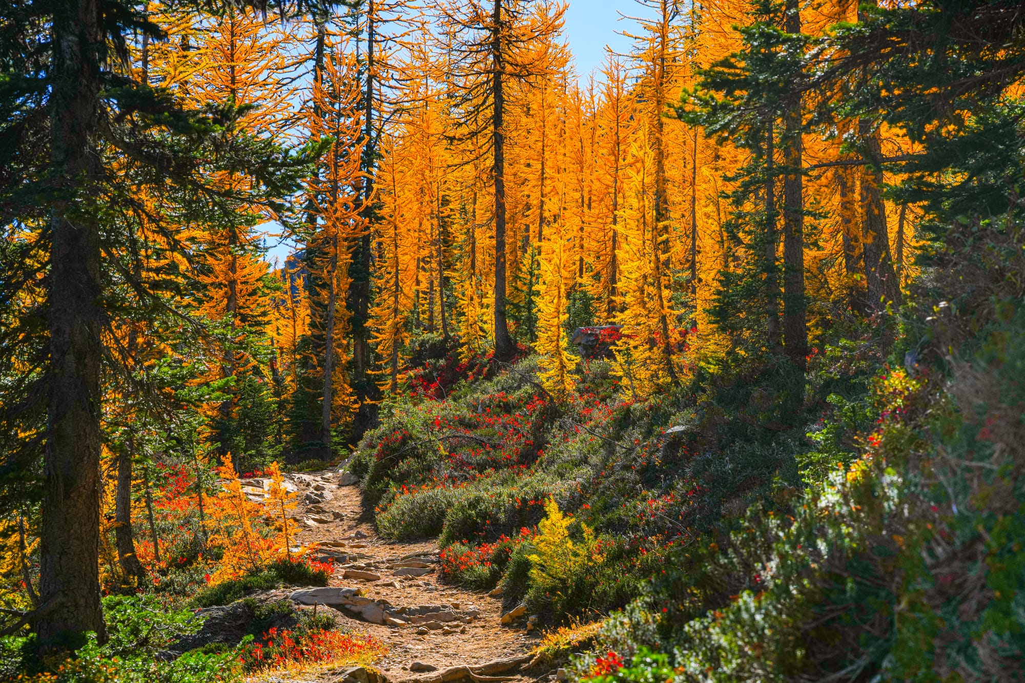 trail through fall colors