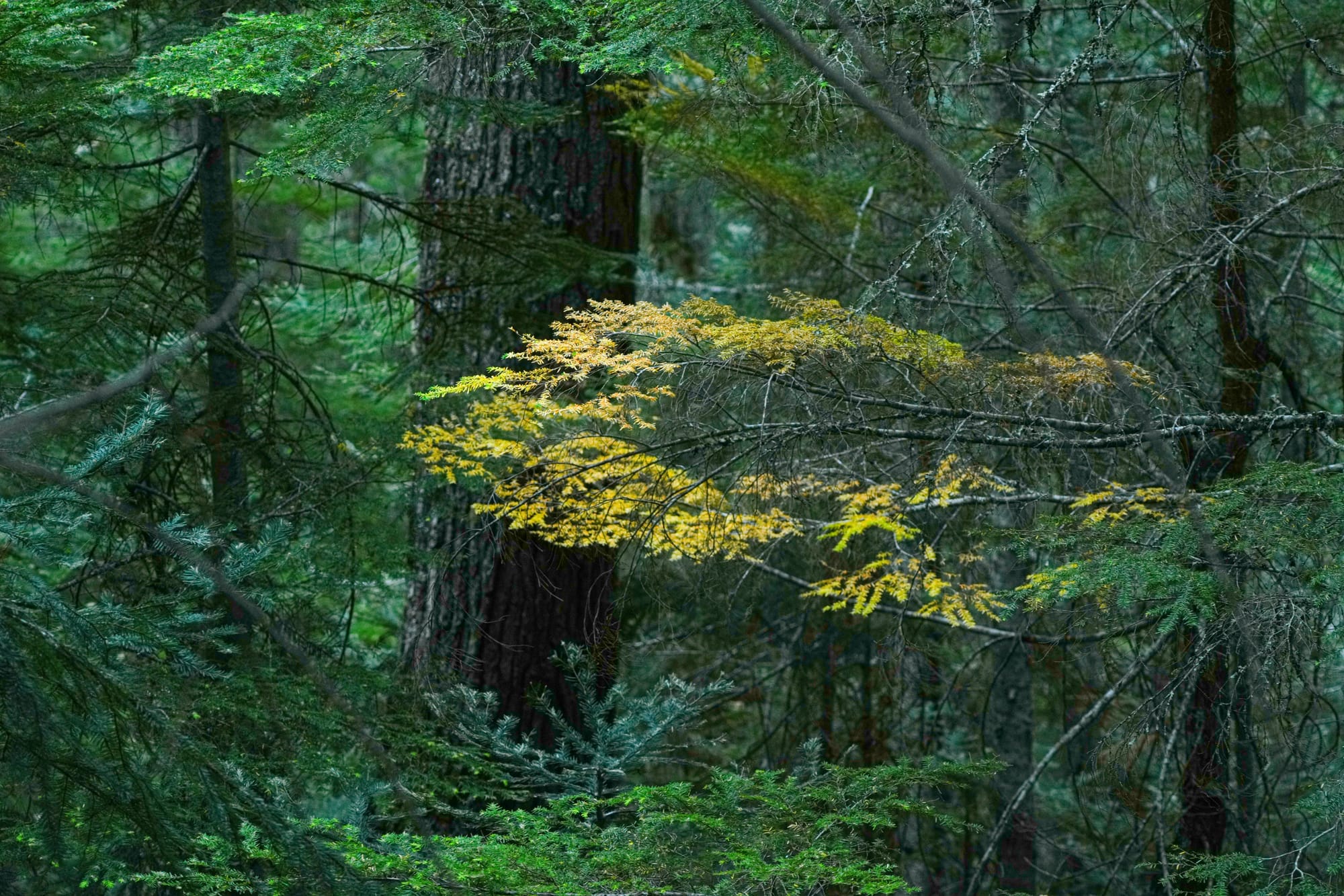 dense forest