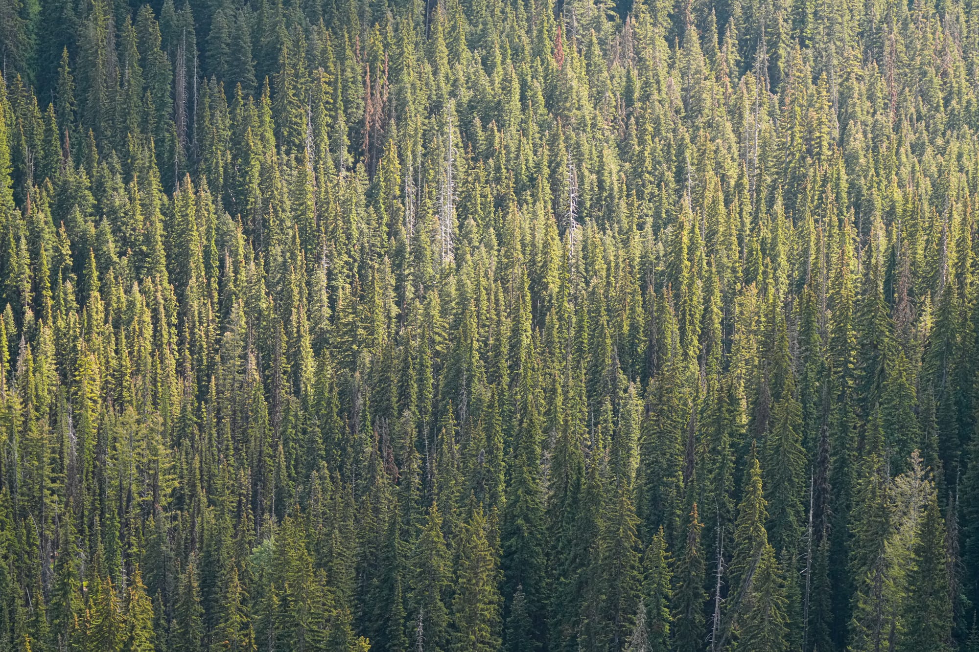 dense forest