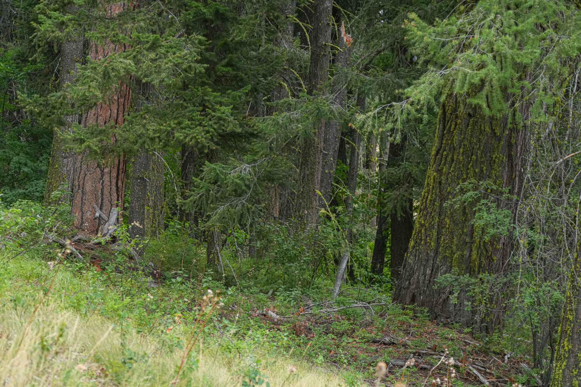 conifer forest