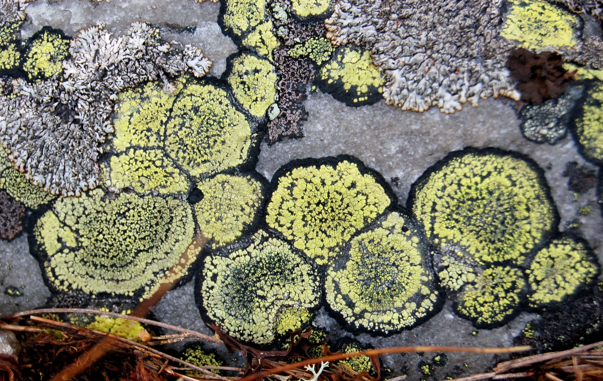  map lichen