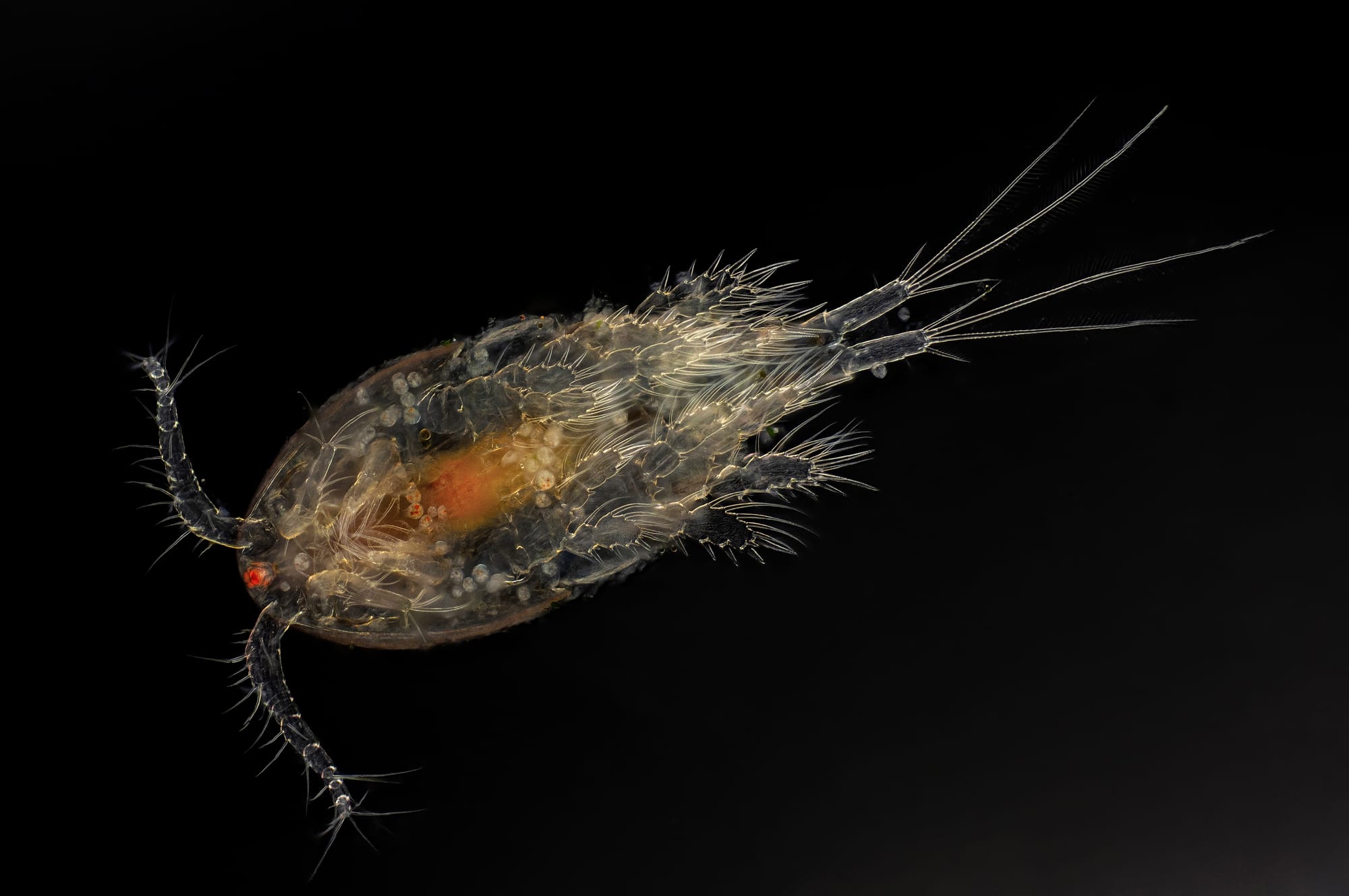 copepod