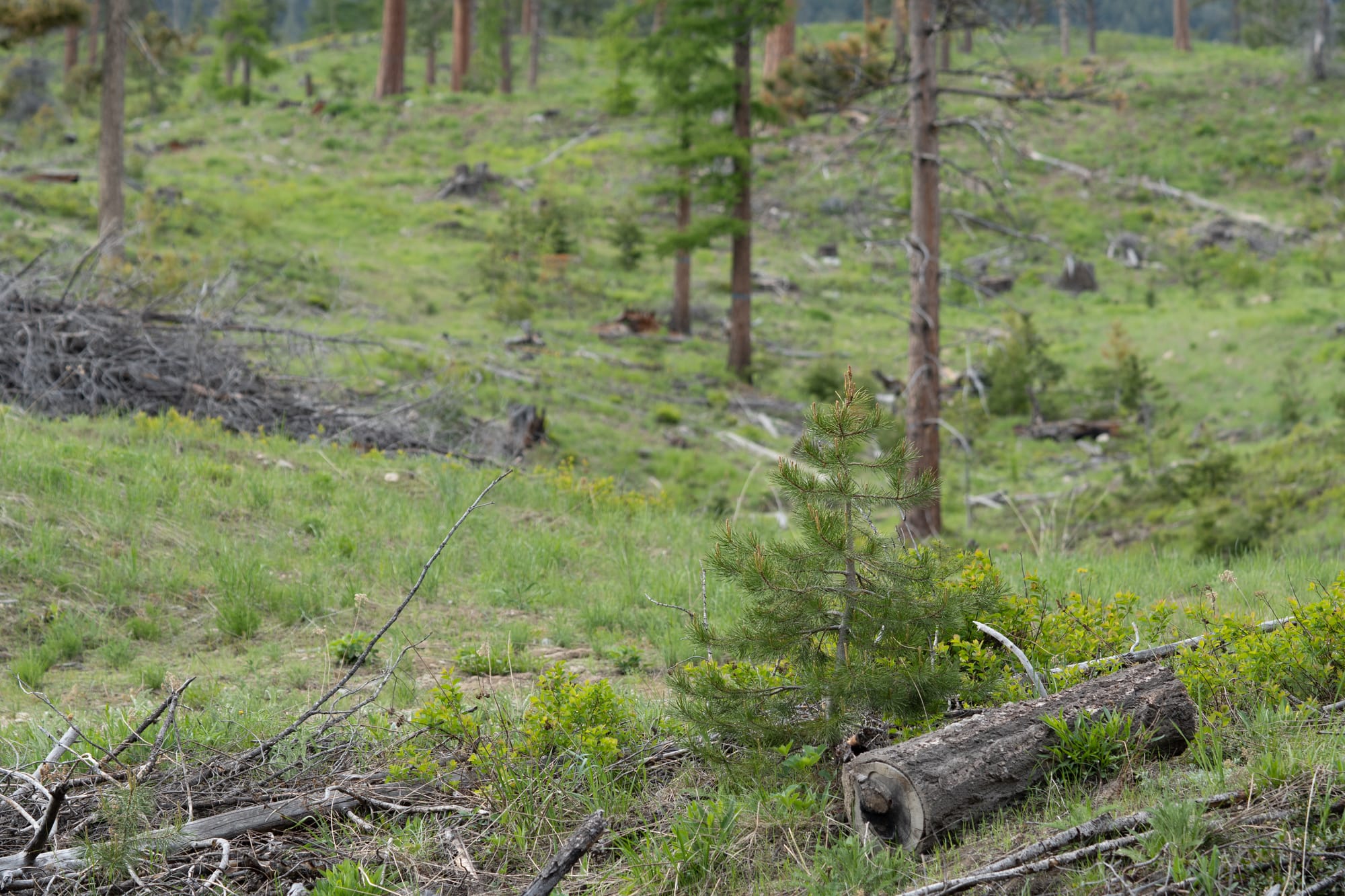 logged forest