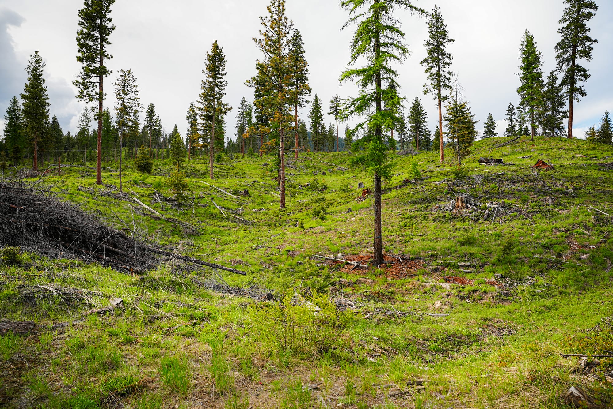 thinned forest