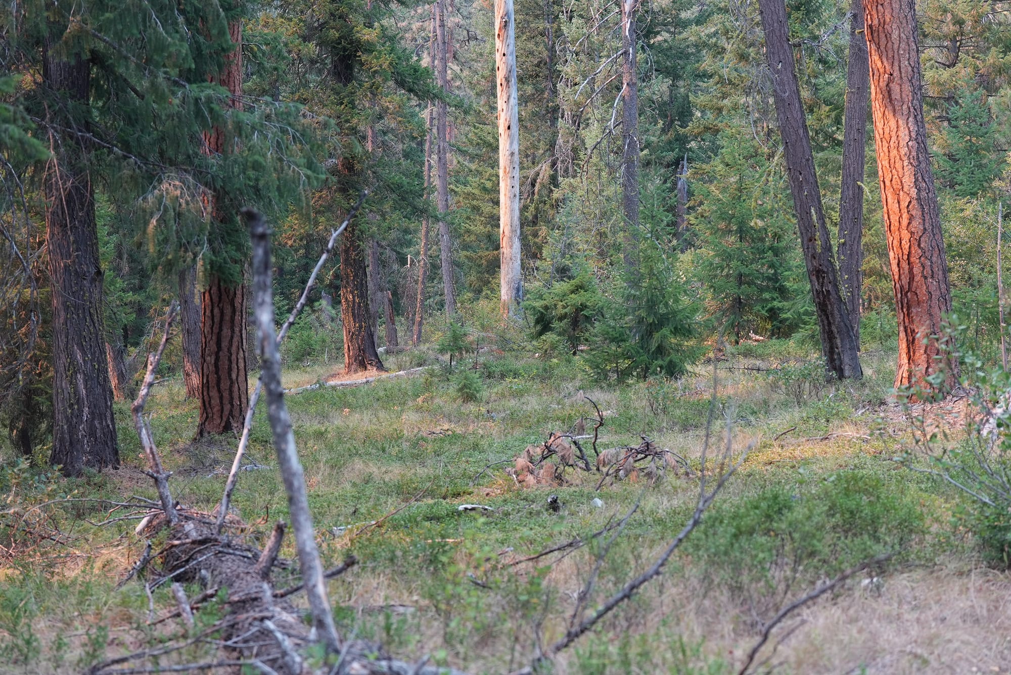 intact forest