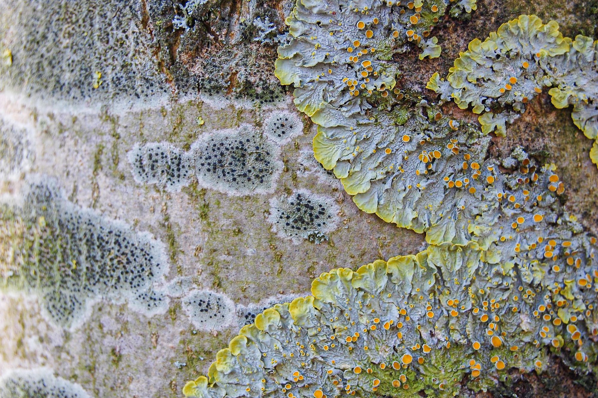 lichens on tree