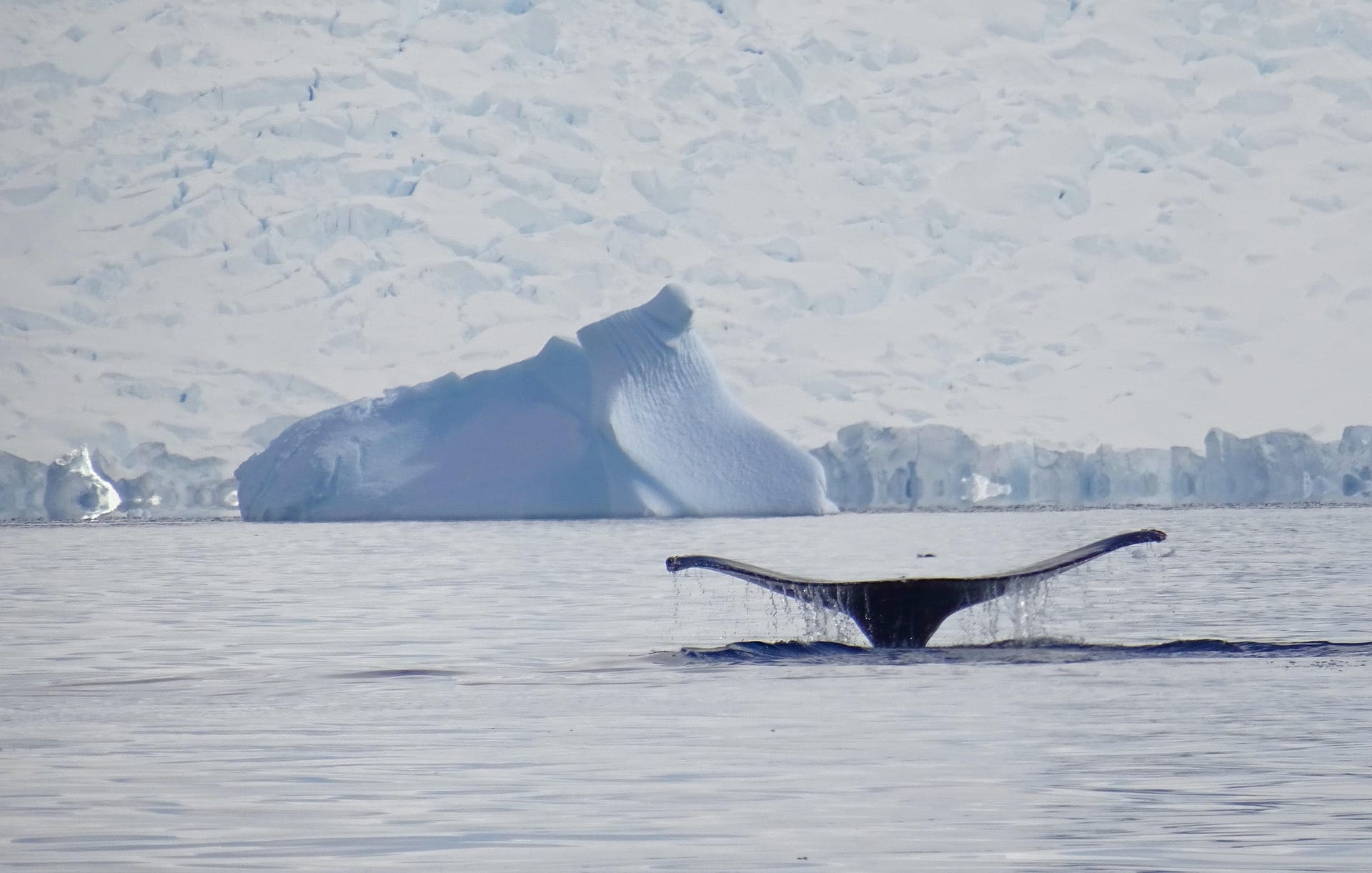 whale in antarctica