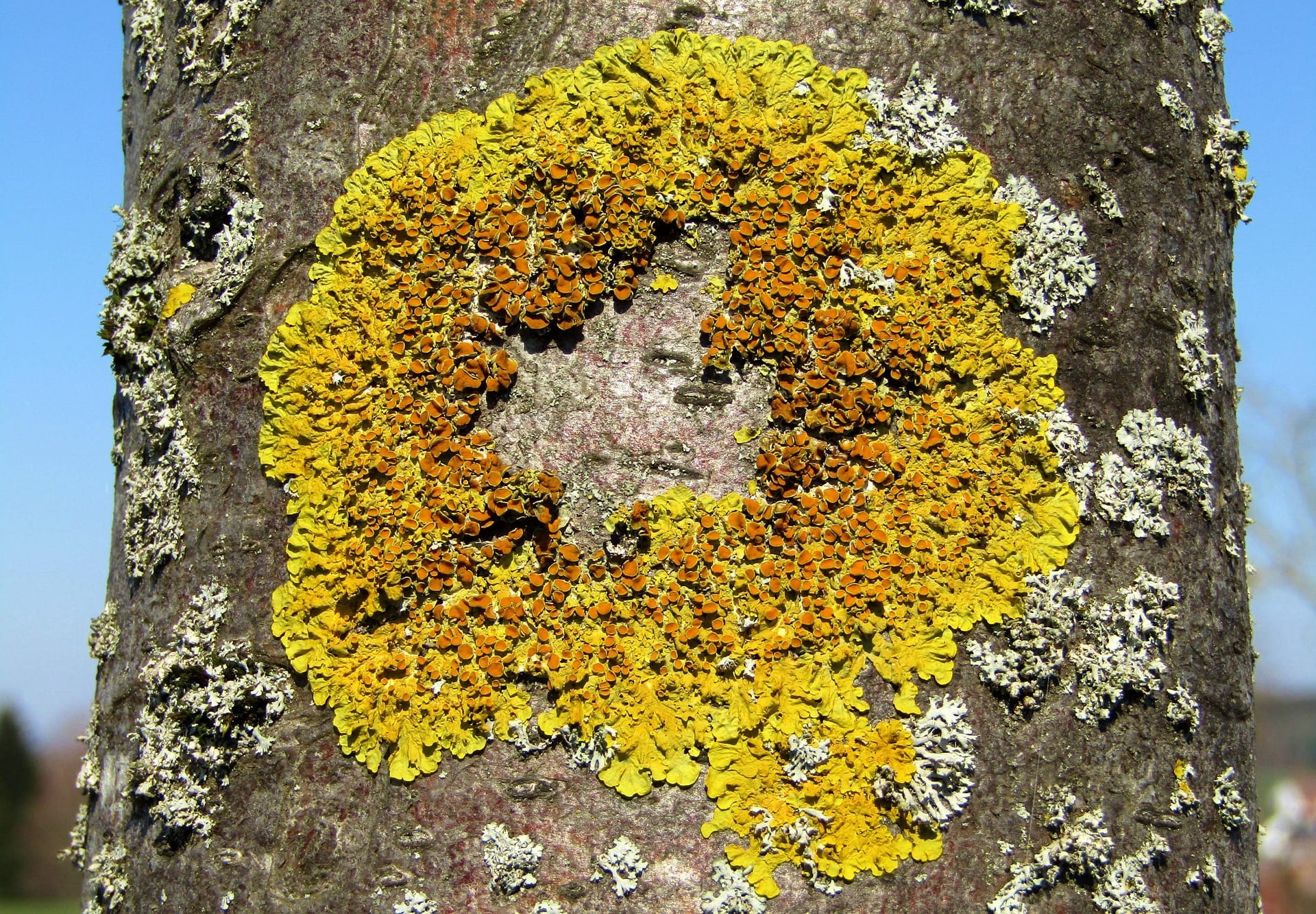 circle of lichen