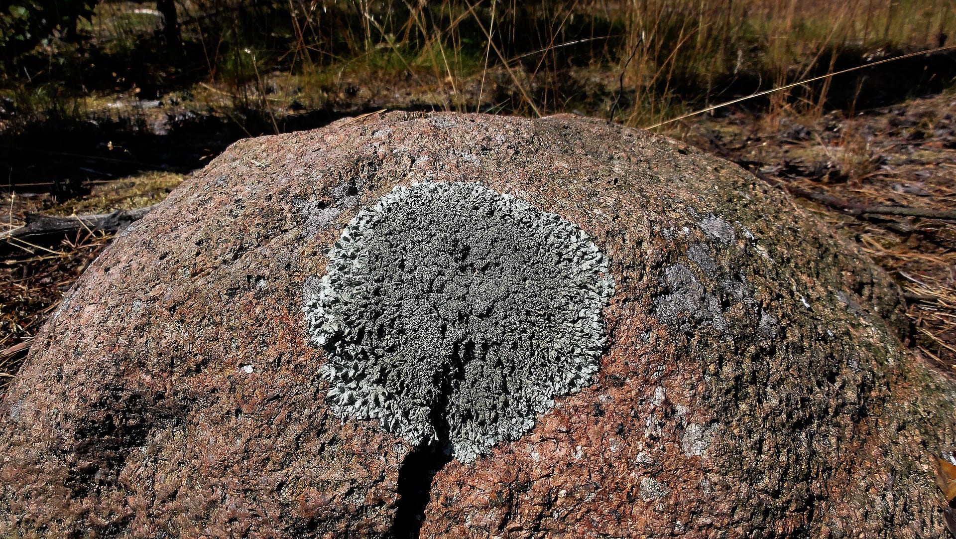 a circle of lichen