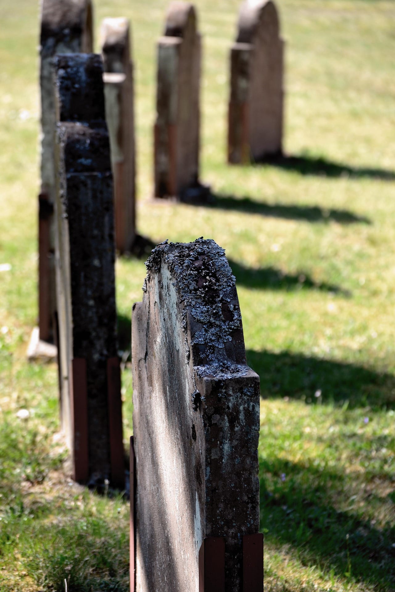 lichens on gravestones