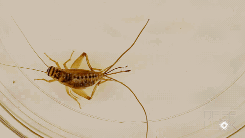 horsehair worms emerging from a cricket in water
