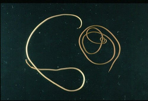 horsehair worms