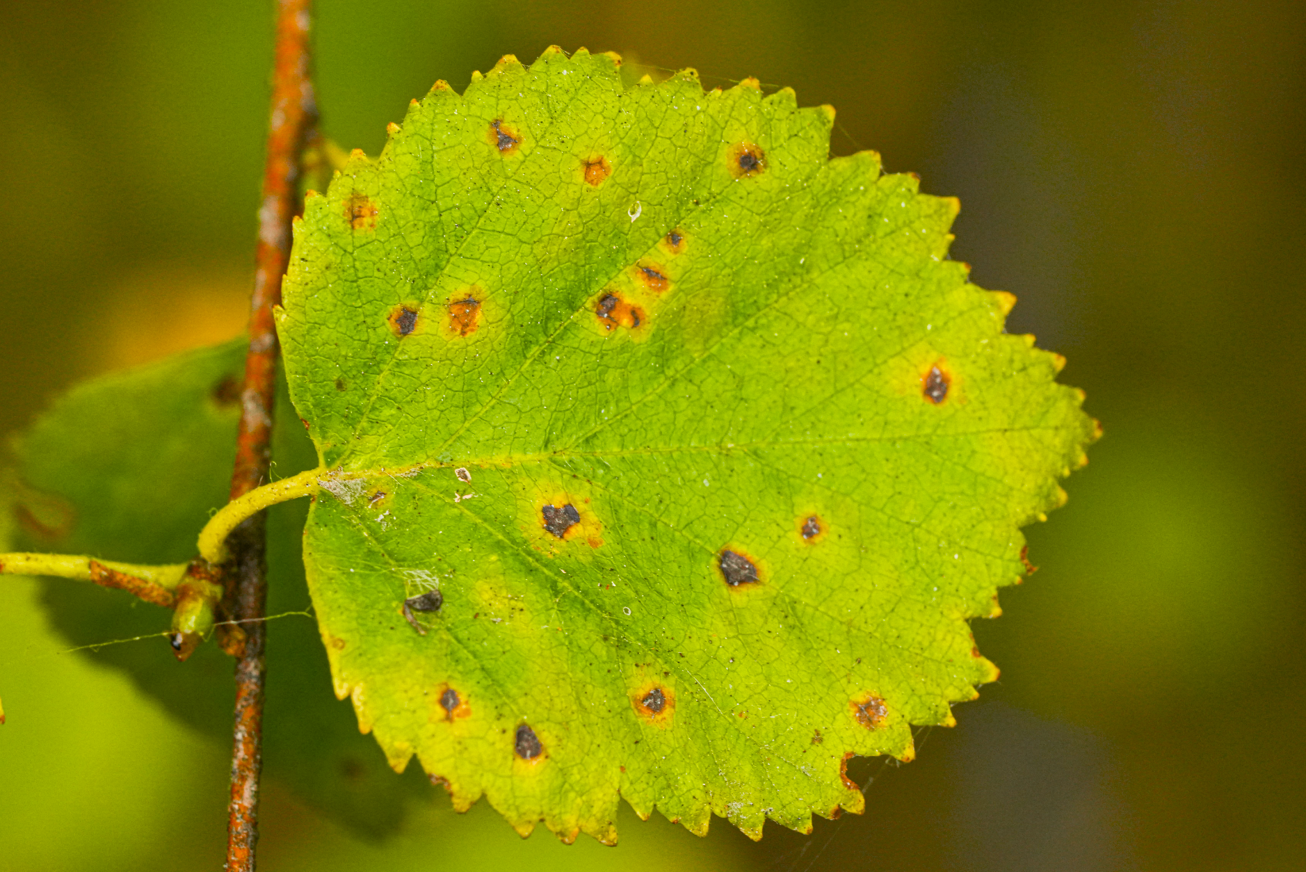 fungus on leaf