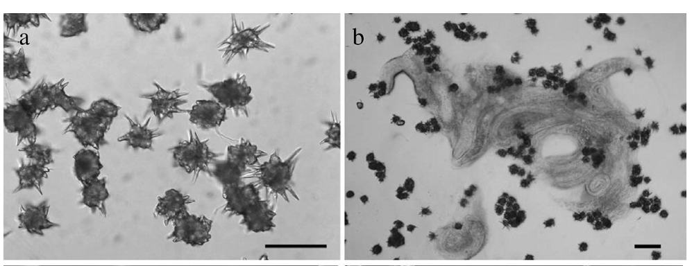fungus hunting tools