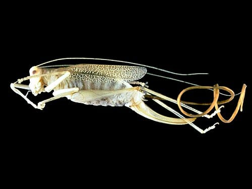 horsehair worm
