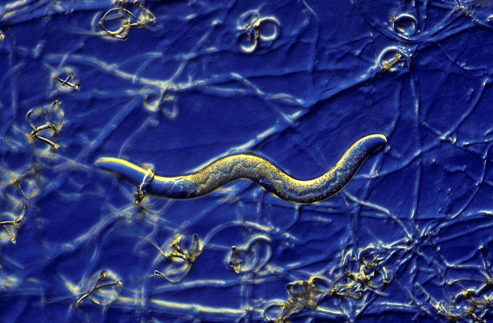 nematode