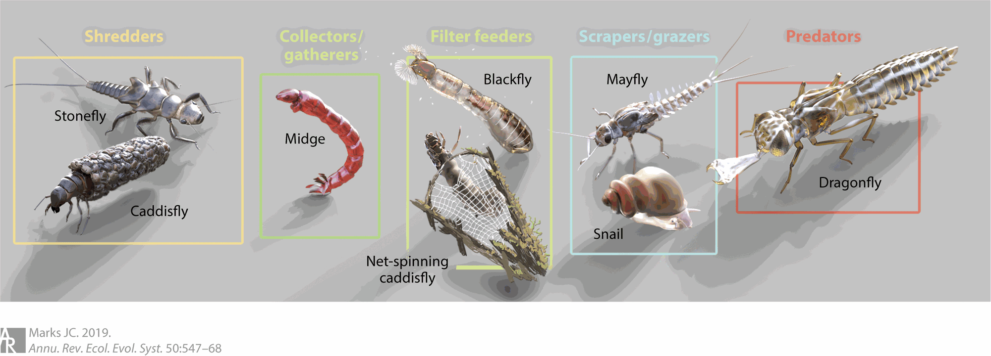 aquatic invertebrates